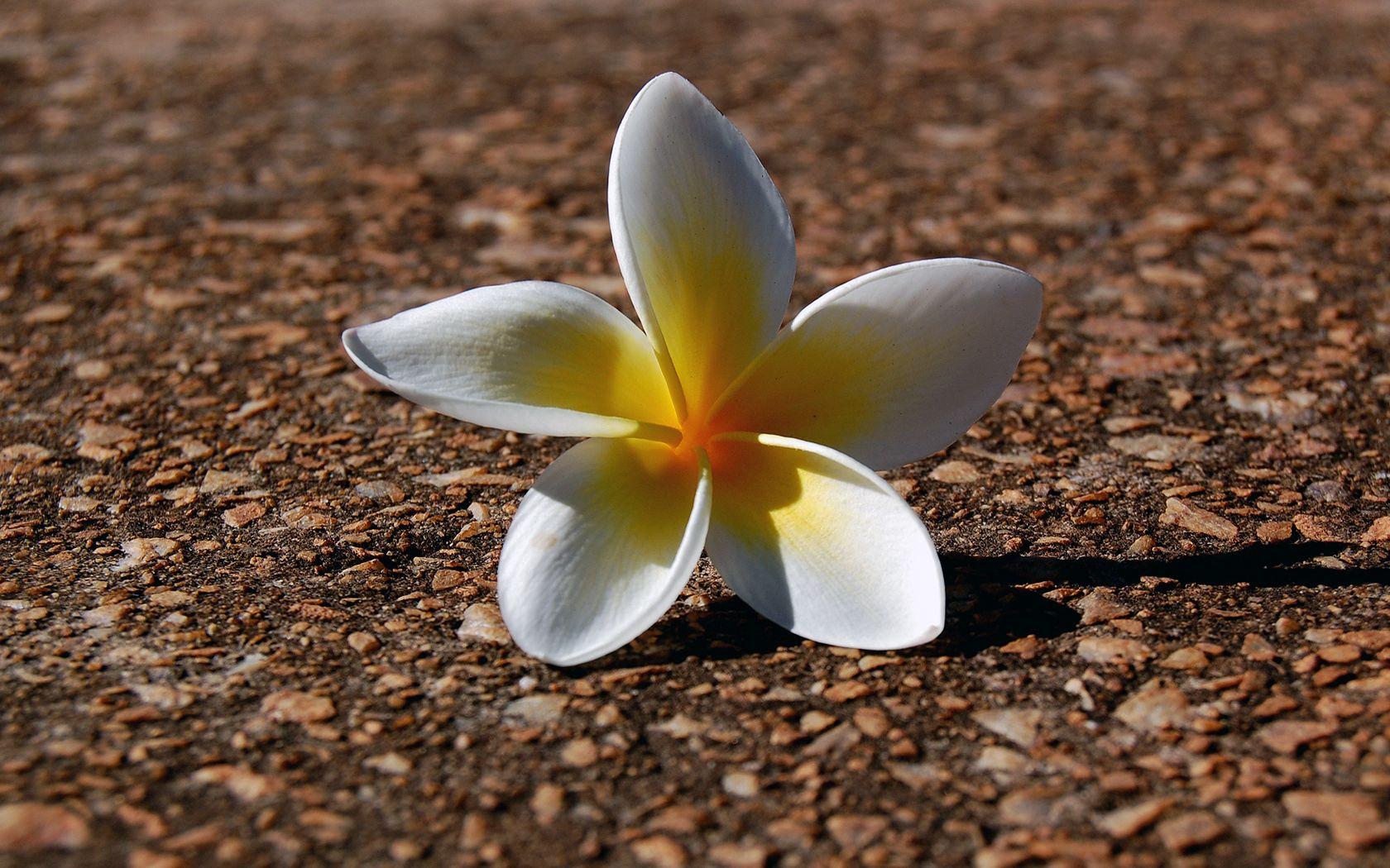 1680x1050 Download Plumeria wallpaper for mobile phone, free Plumeria HD picture
