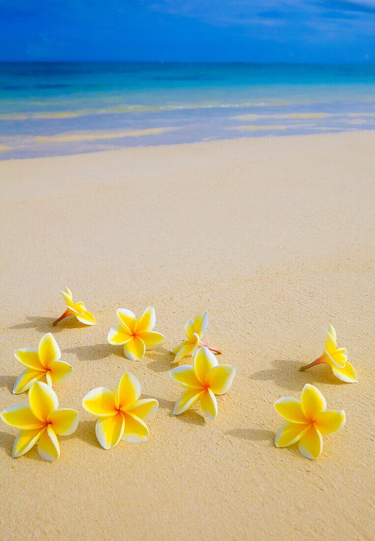 763x1100 Hawaii, yellow plumeria flowers on the