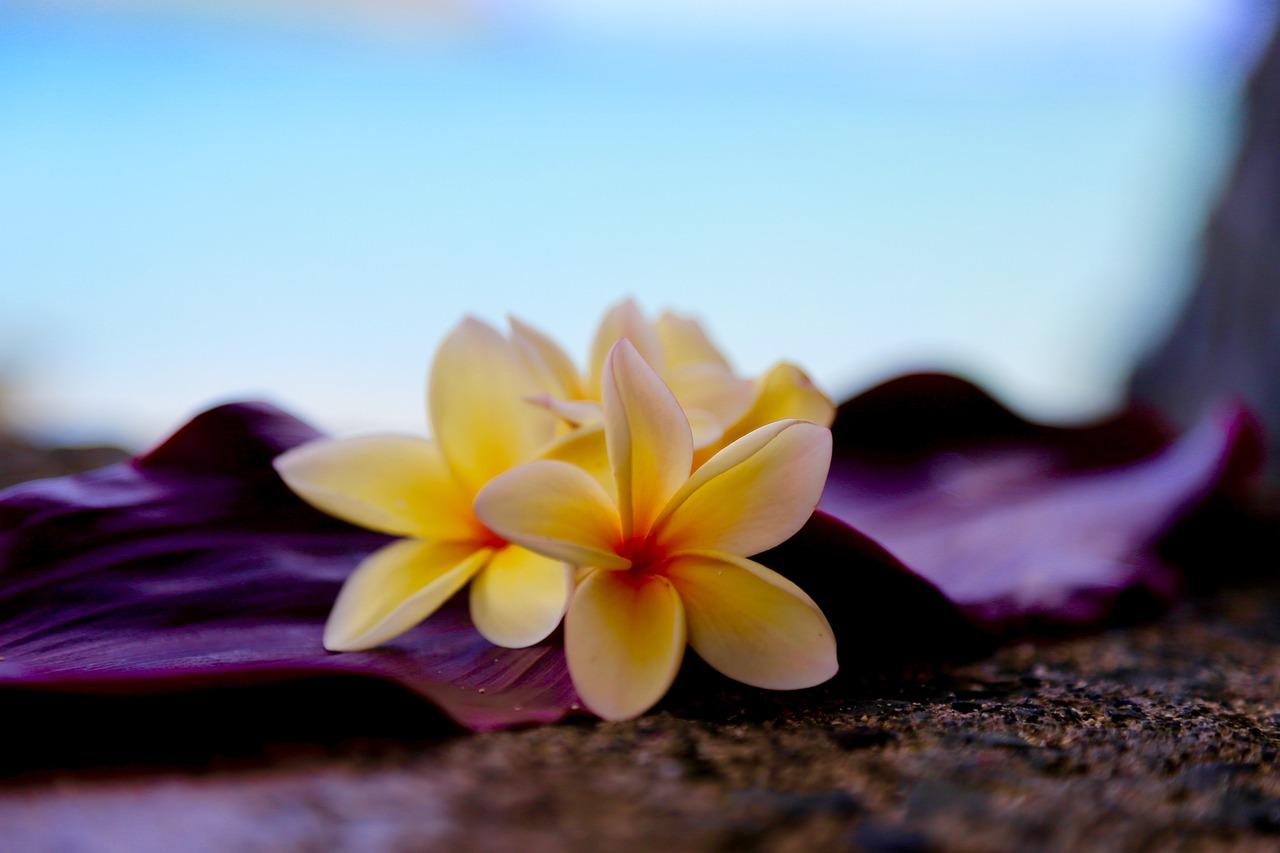 1280x853 Plumeria Hawaii Flower
