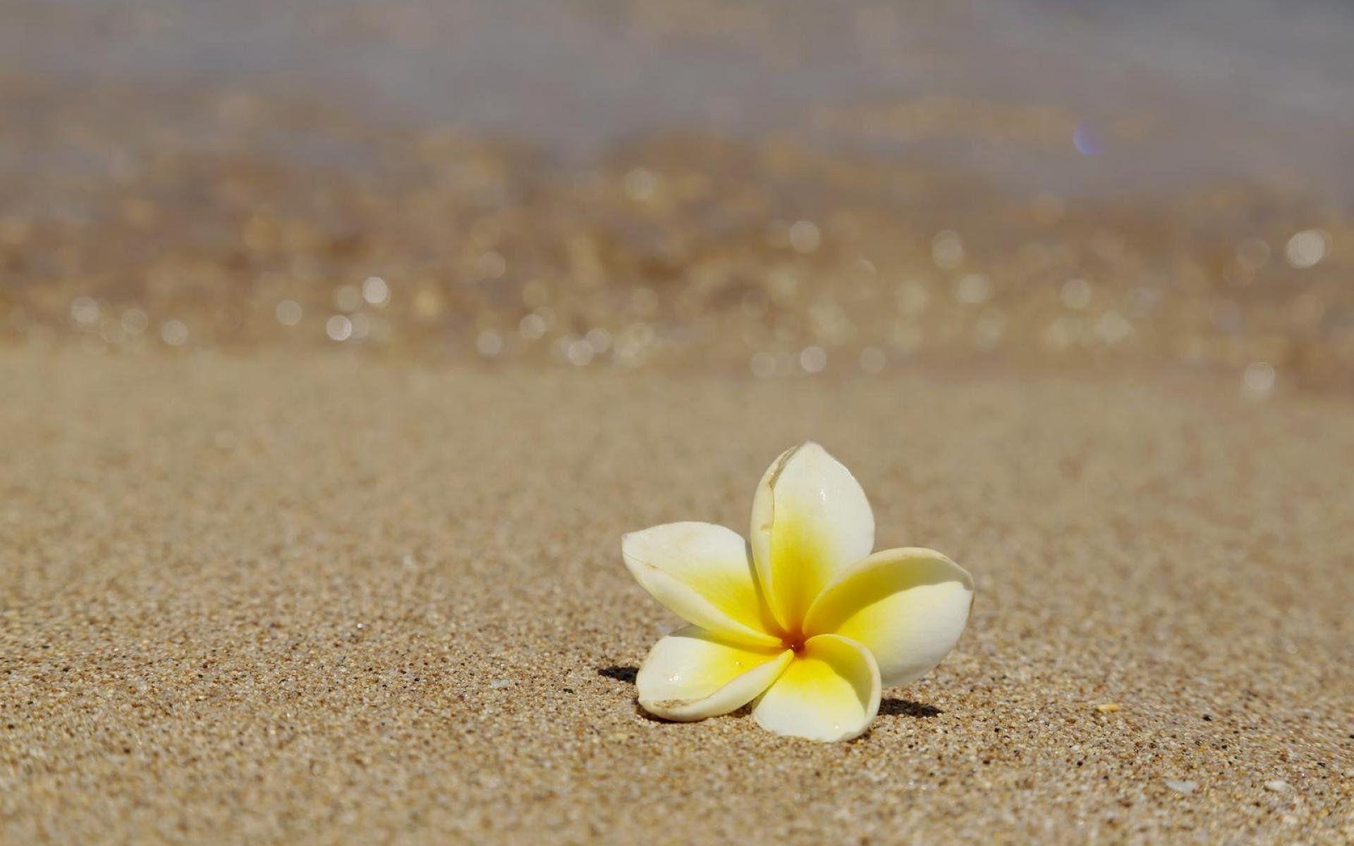 1920x1200 Hawaiian Plumeria Flower Wallpaper