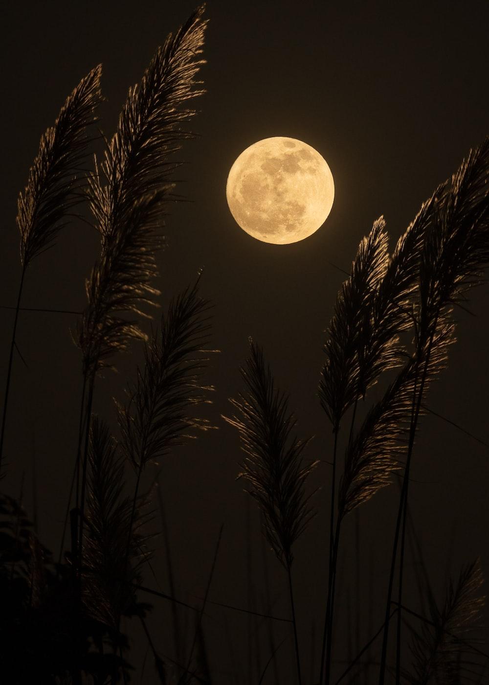 1000x1400 Moon Wallpaper: Free HD Download [HQ]