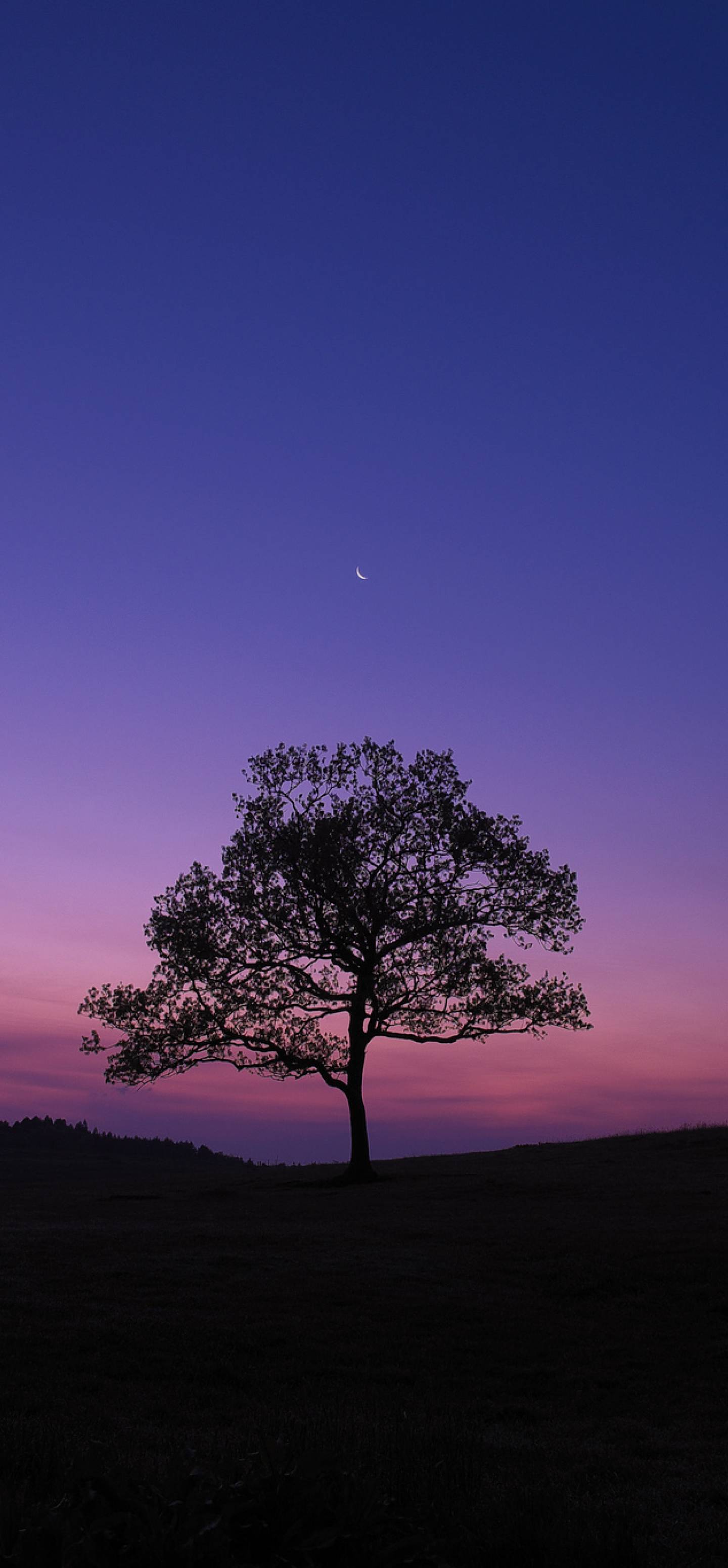 1440x3100 Dark Sky Tree Purple Sky Nature 1440x3100 Resolution Wallpaper, HD Nature 4K Wallpaper, Image, Photo and Background