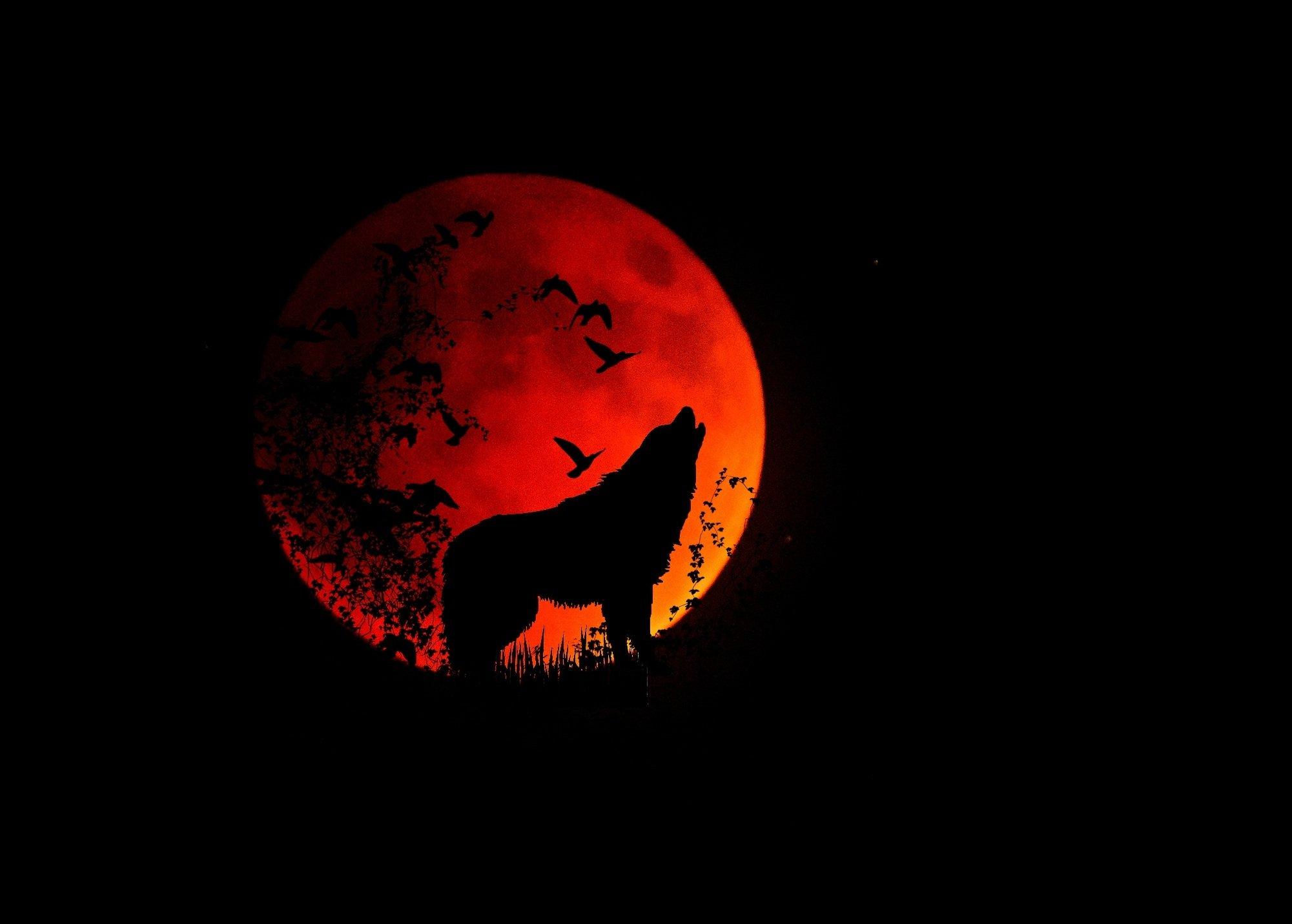 2001x1432 Full Moon Moon Wolf Animal Mystical Night Howl wallpaperx1432