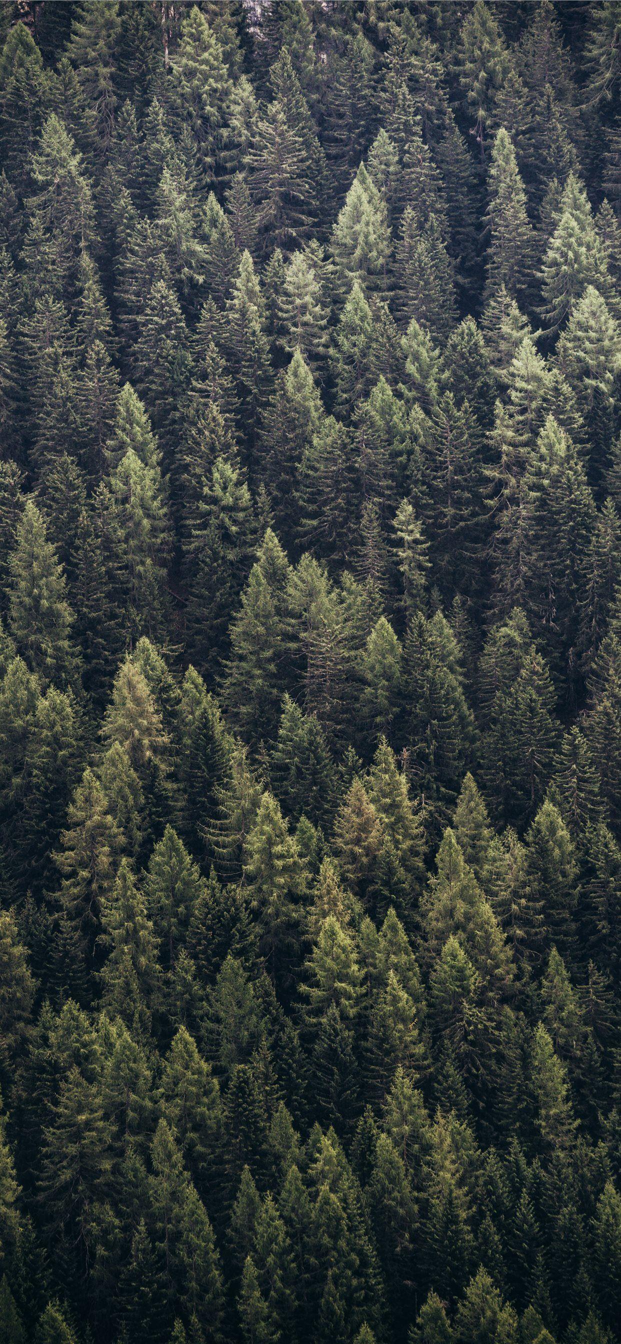 1242x2688 Evergreen Trees Wallpaper