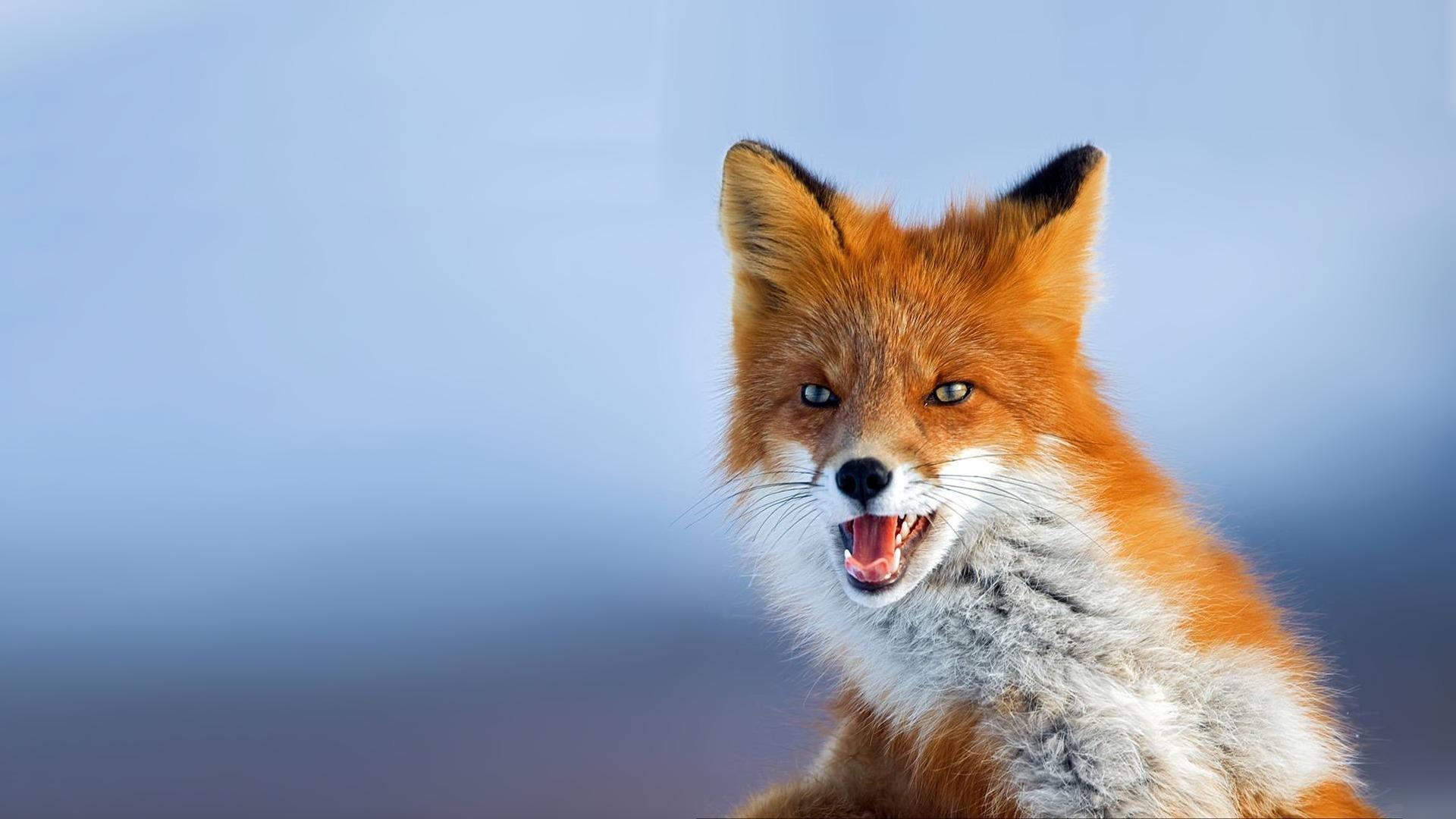 1920x1080 Fox foxes face wallpaperx1080