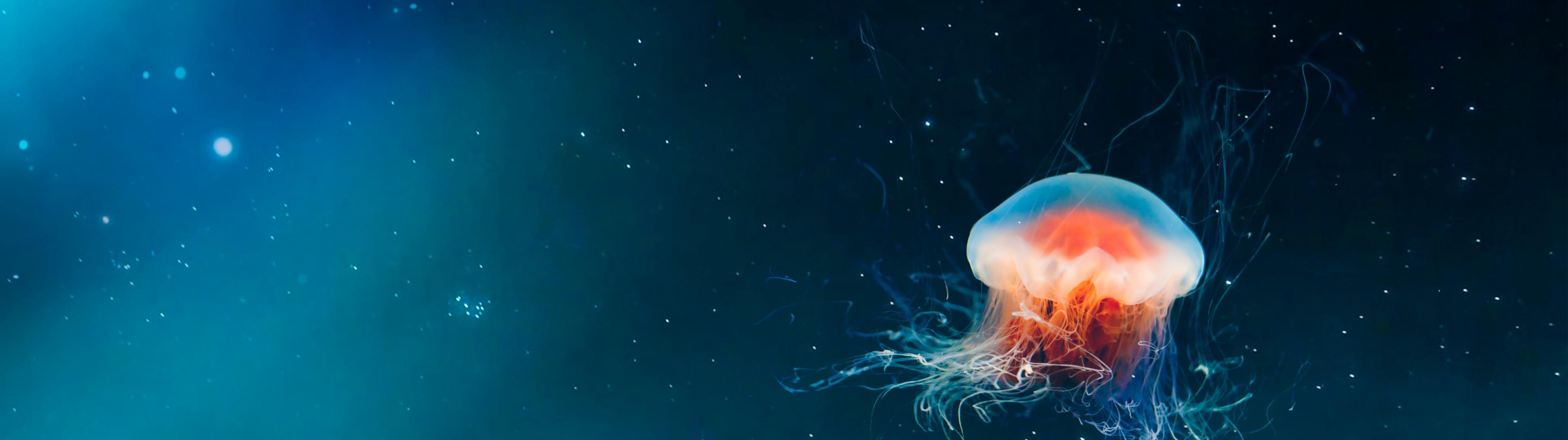 3840x1080 Jellyfish Wallpaper 4K, Tentacles, Surreal, Reflection