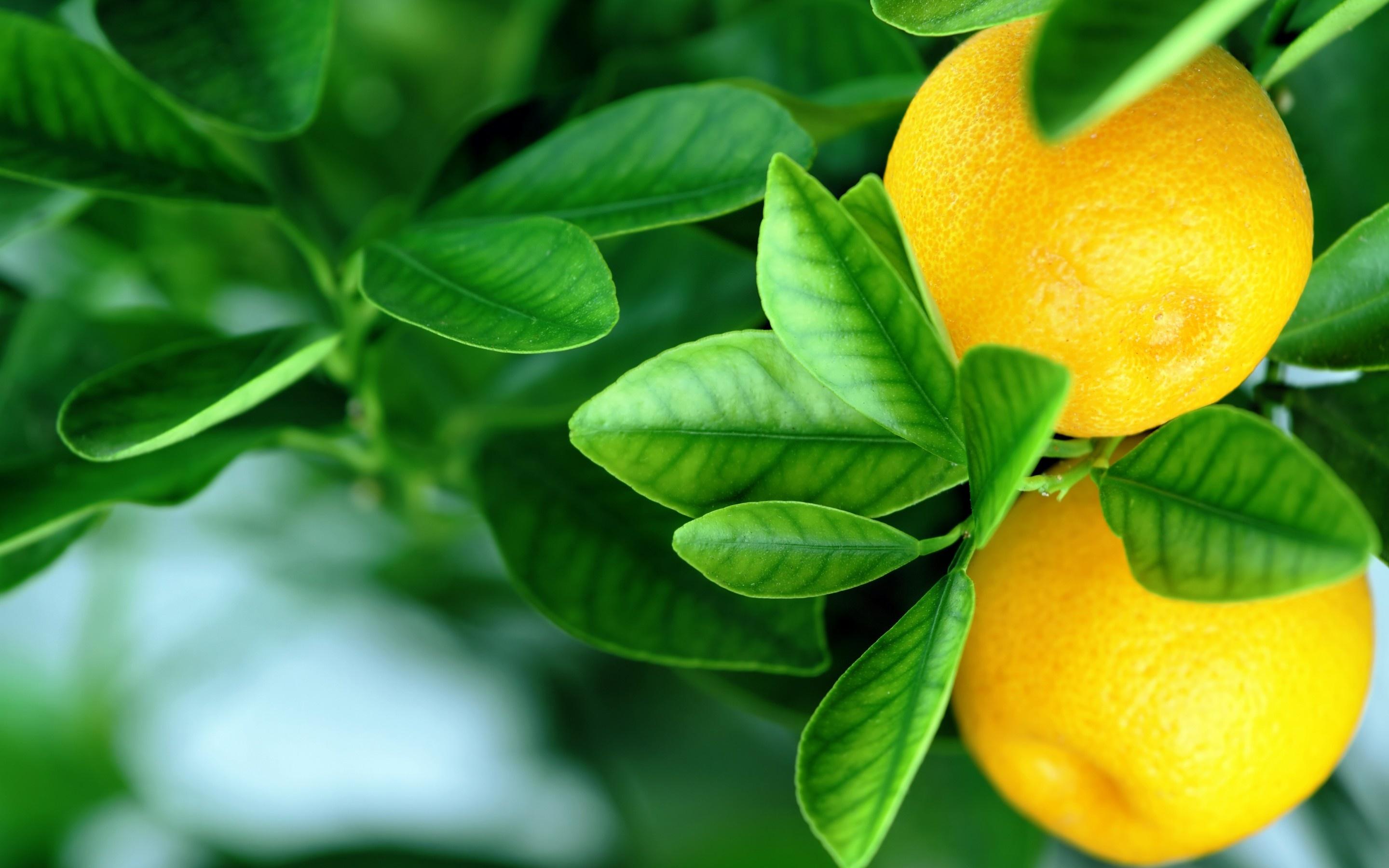 2880x1800 Citrus fruits lemon tree wallpaperx1800