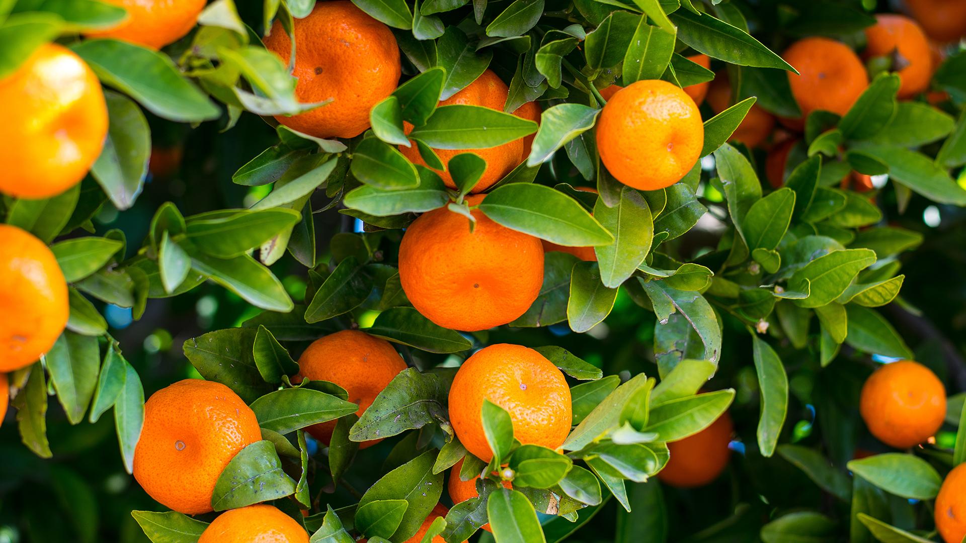 1920x1080 Citrus Fruit Chromebook Wallpaper