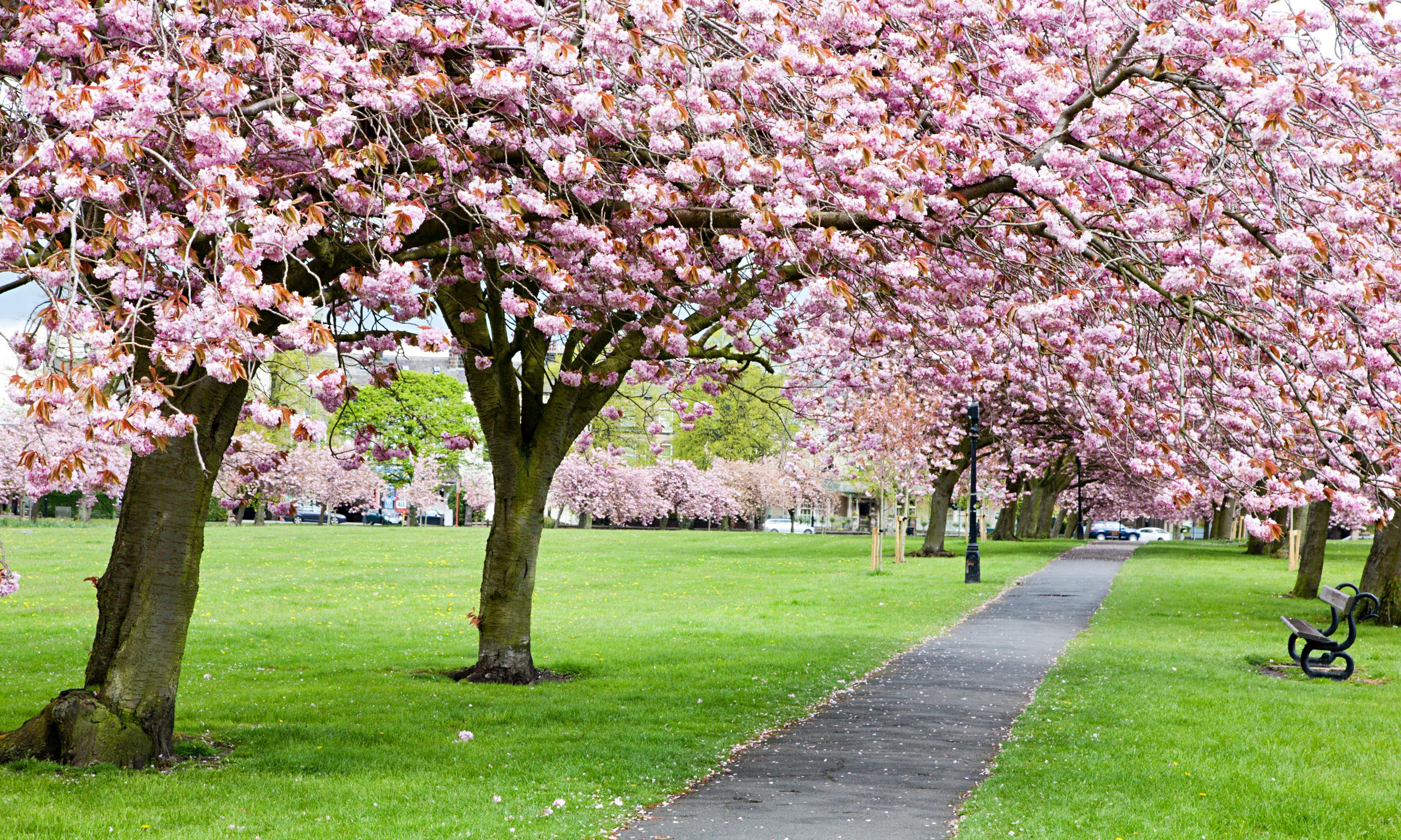 2560x1536 Trees with cherry blossom along a path through grass