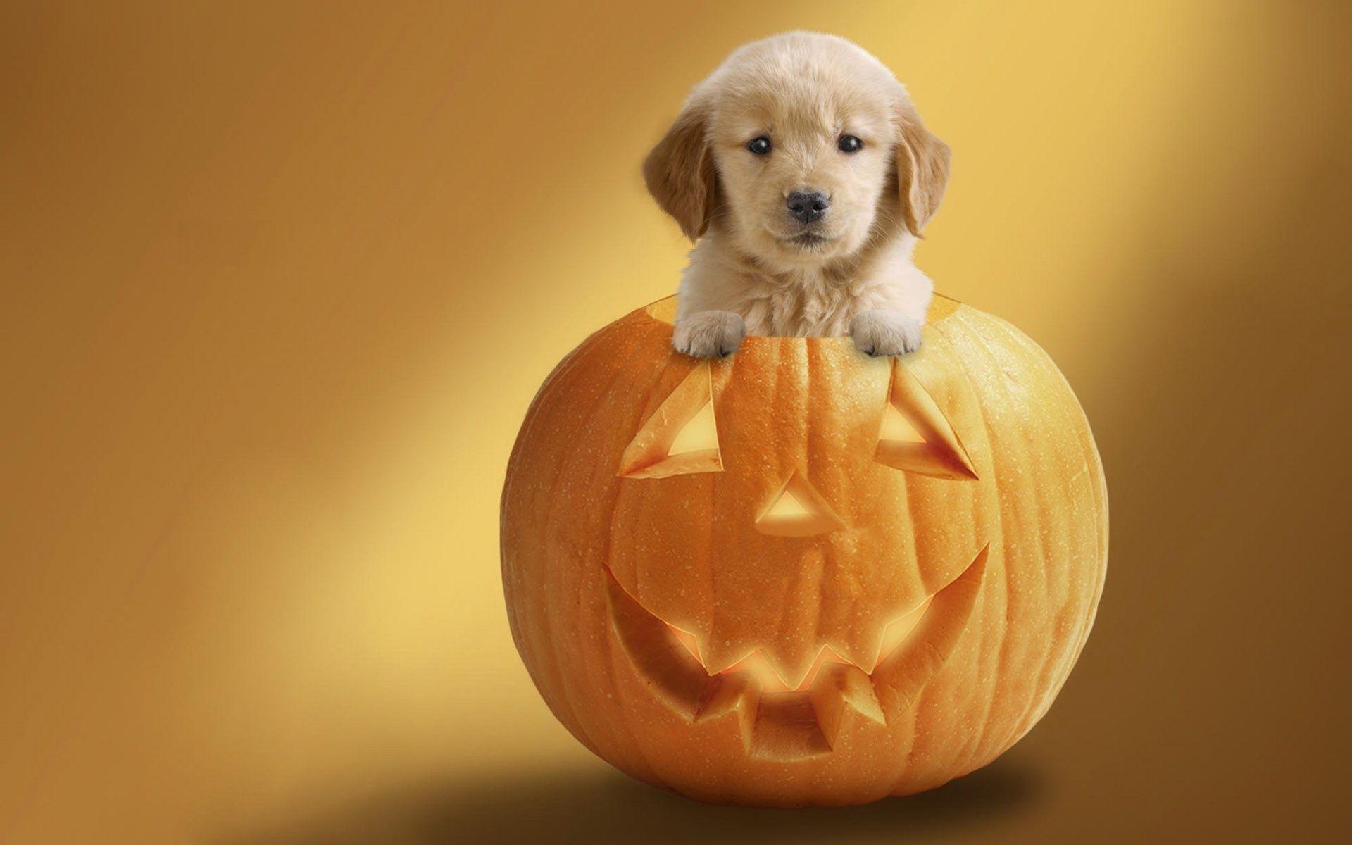1920x1200 Halloween Puppy Wallpaper