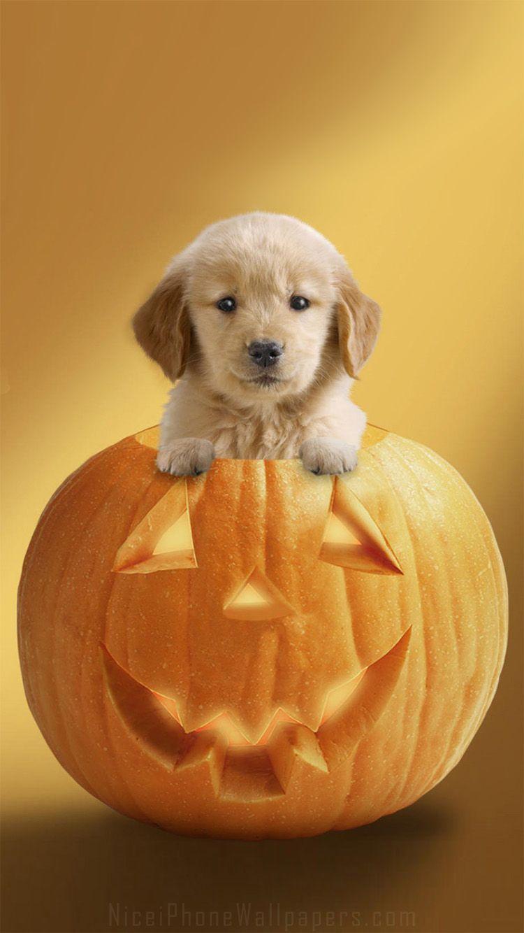 750x1334 Halloween Puppy Wallpaper