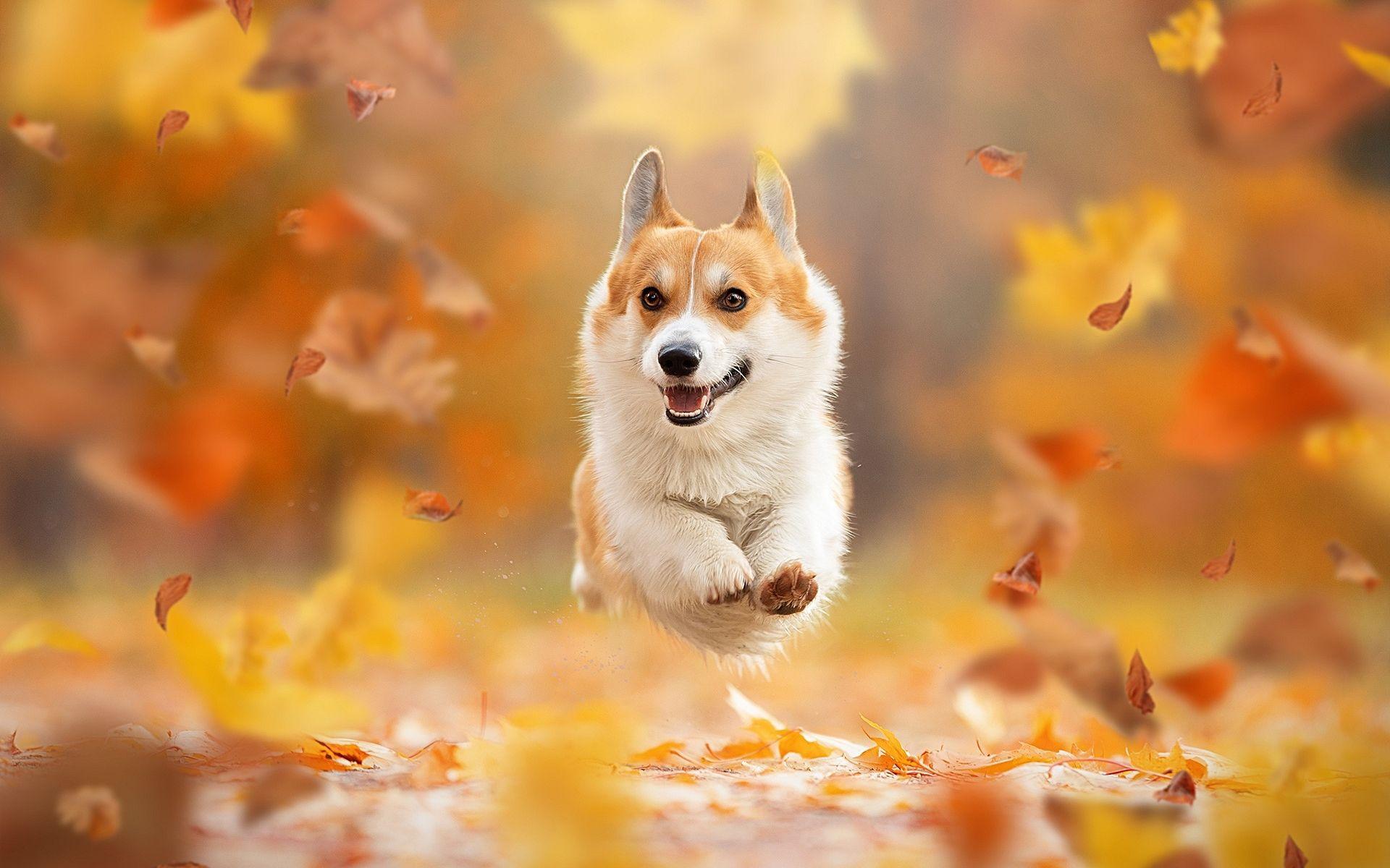 1920x1200 Corgi Wallpaper HD Free Download
