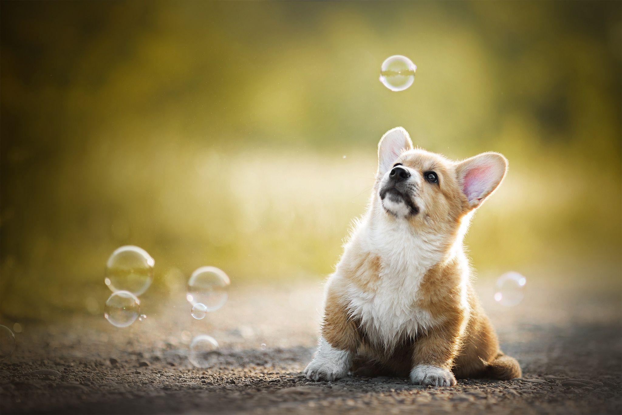 2048x1367 Corgi Wallpaper HD Free Download