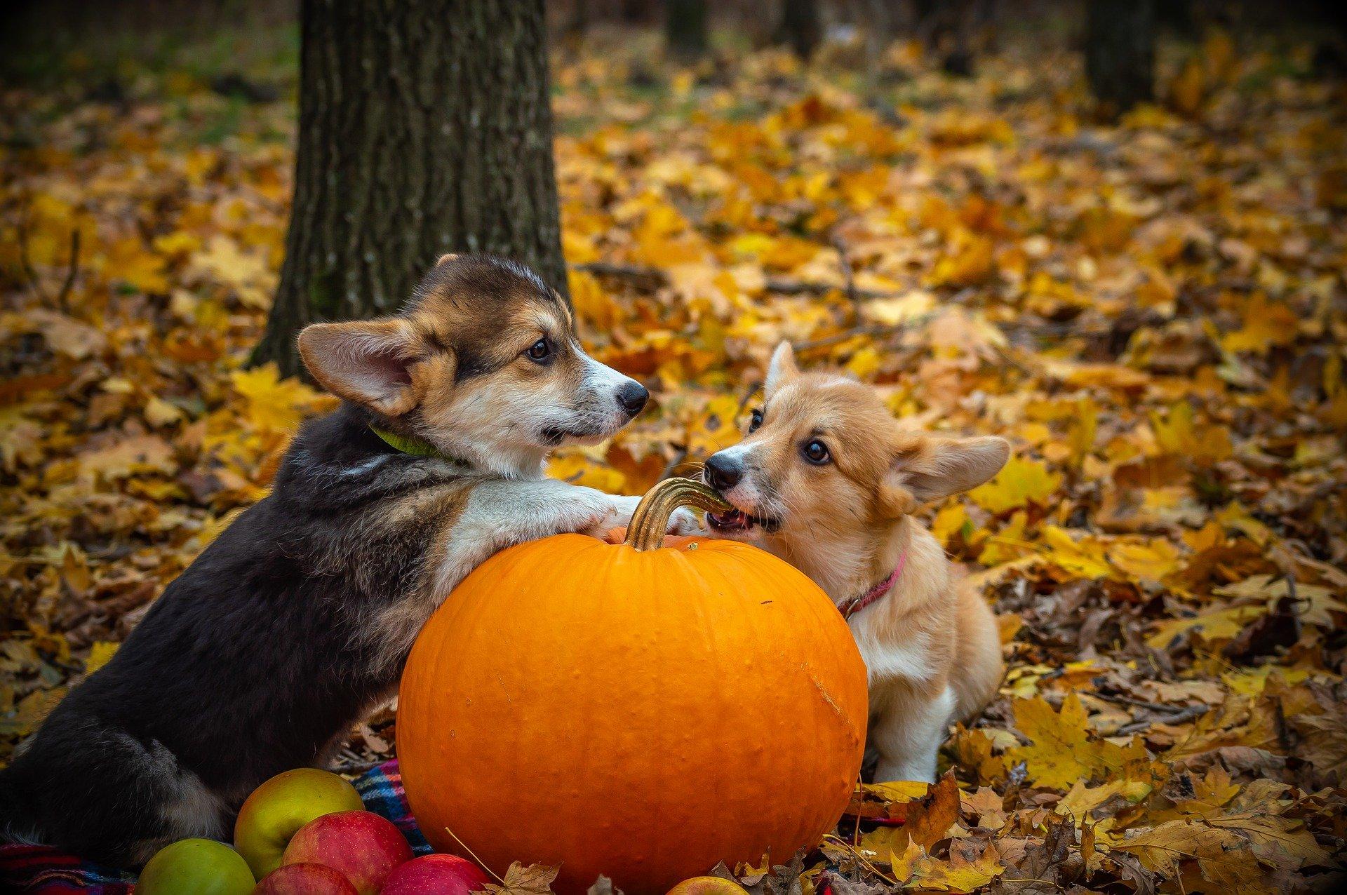 1920x1276 Our Tips For Preparing Your Dog For Halloween
