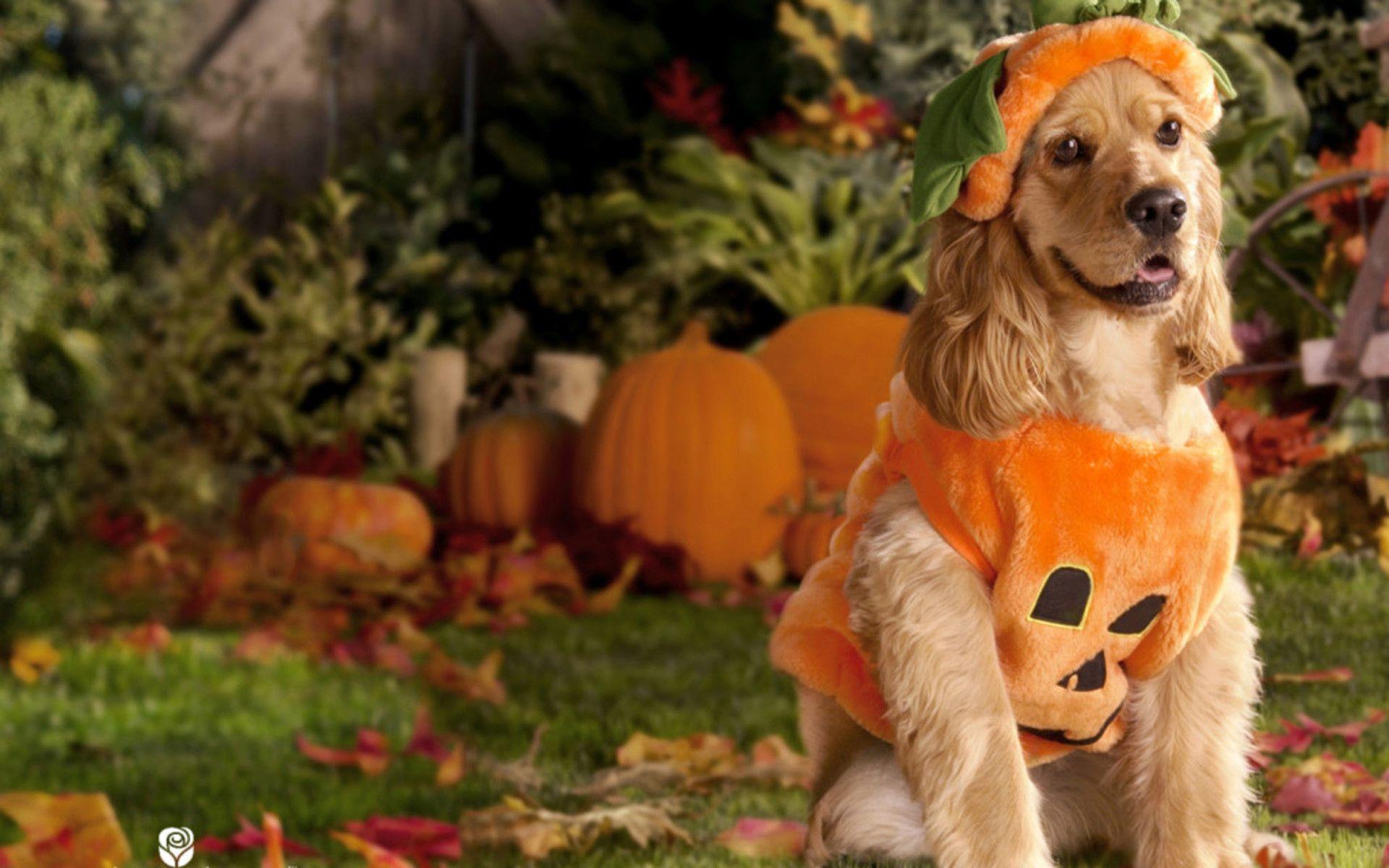1920x1200 Halloween Puppy Wallpaper