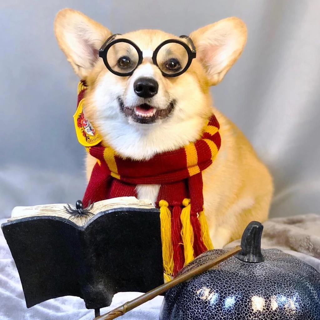 1024x1024 Corgi Cafe™ London