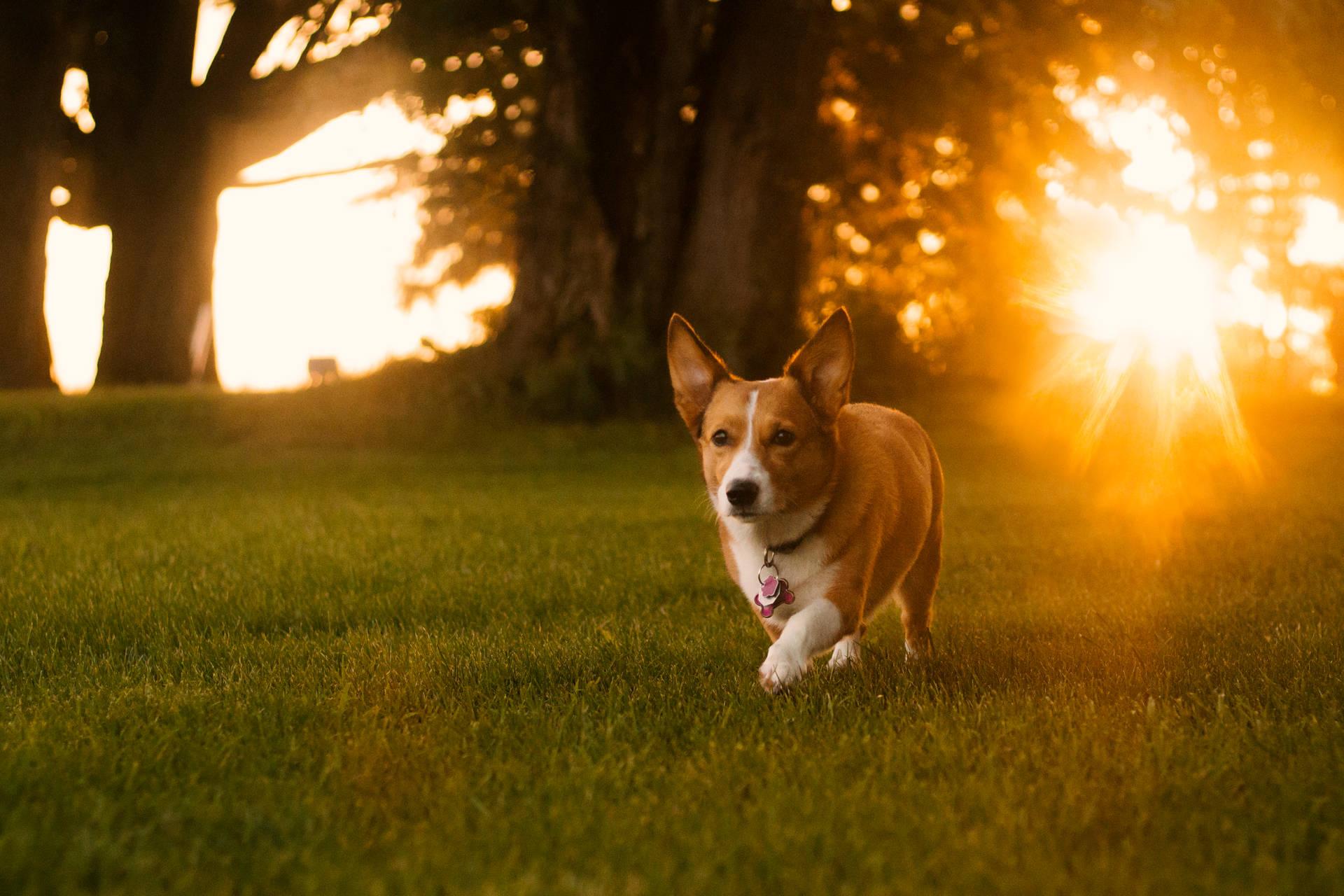 1920x1280 Free Corgi Wallpaper Downloads, Corgi Wallpaper for FREE