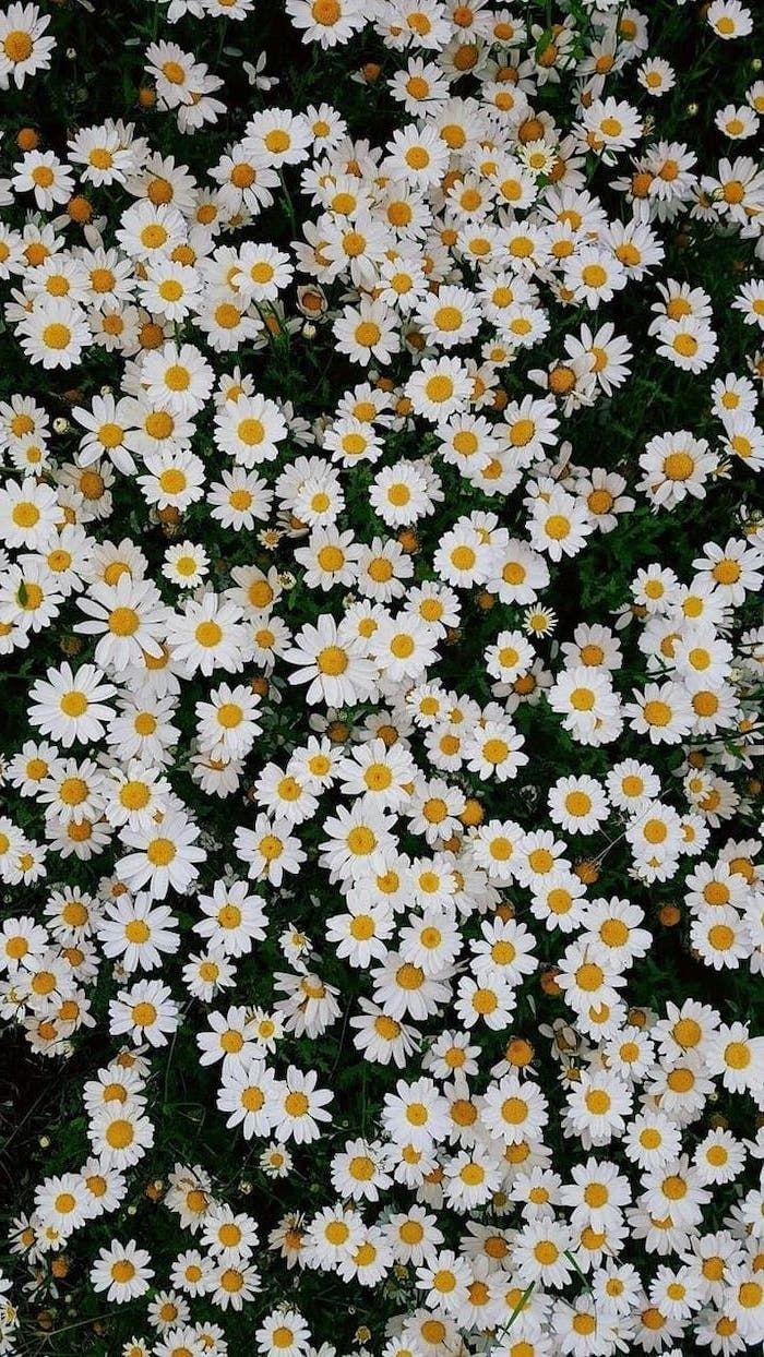 700x1244 Daisy Wallpaper