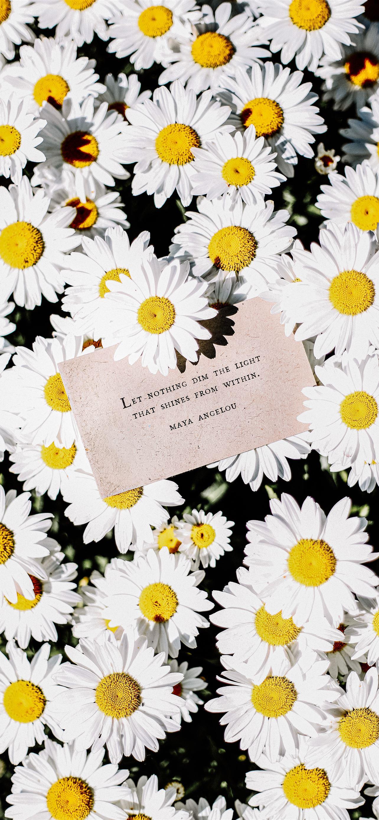 1284x2778 white daisy flowers iPhone 12 Wallpaper Free Download