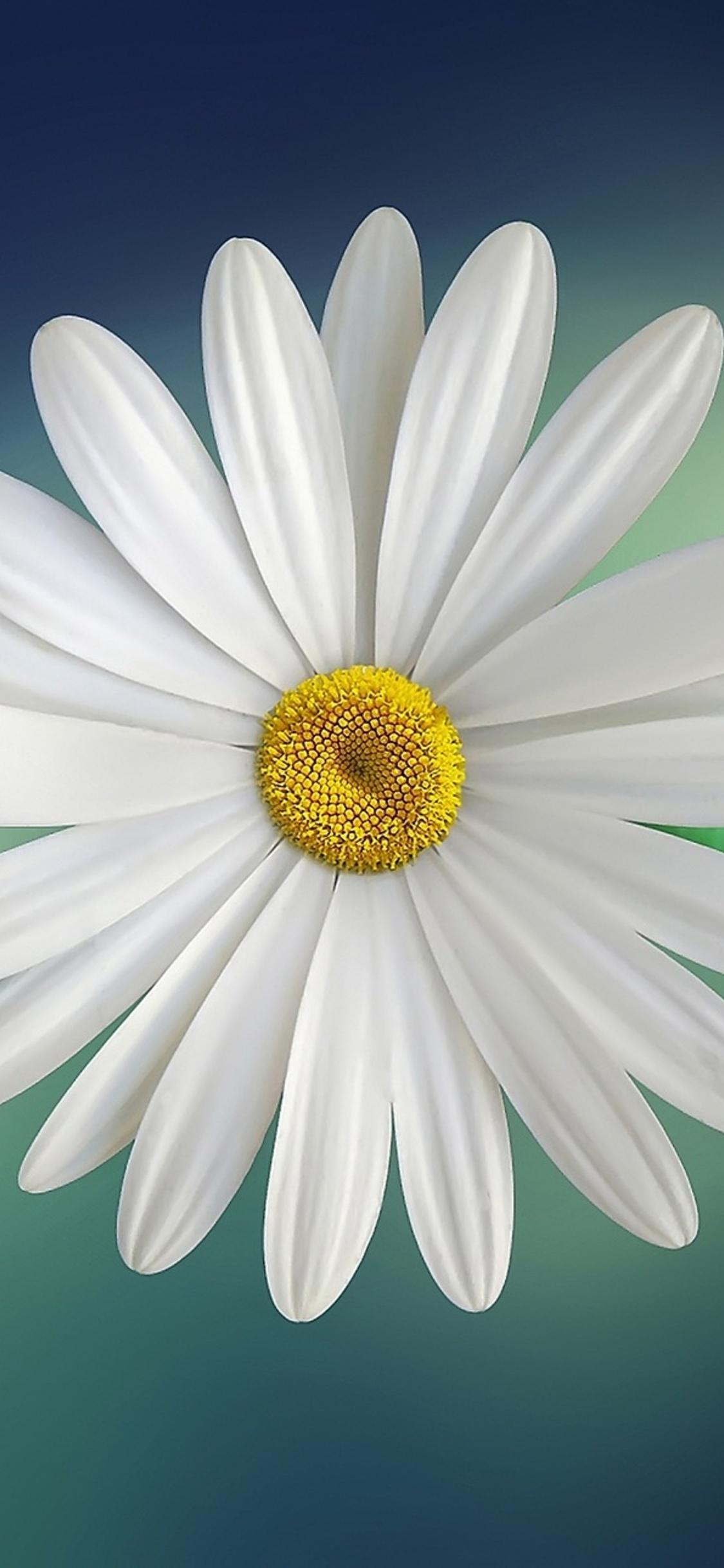 Daisies iPhone Wallpapers Top Free Daisies iPhone Backgrounds