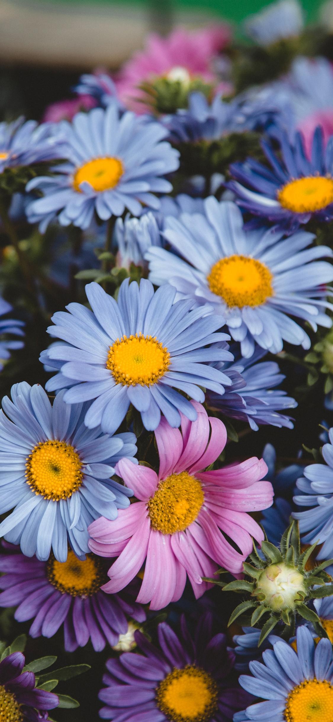 Daisies iPhone Wallpapers Top Free Daisies iPhone Backgrounds