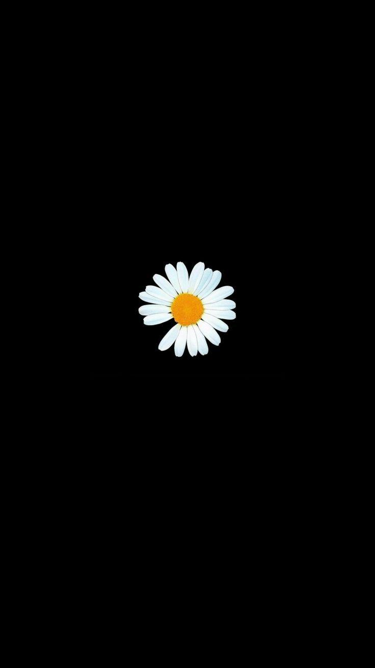736x1308 Wallpaper flowers. Daisy wallpaper, Simple iphone wallpaper, iPhone wallpaper lights. Bunga daisy, Lukisan bunga matahari, Estetika bunga