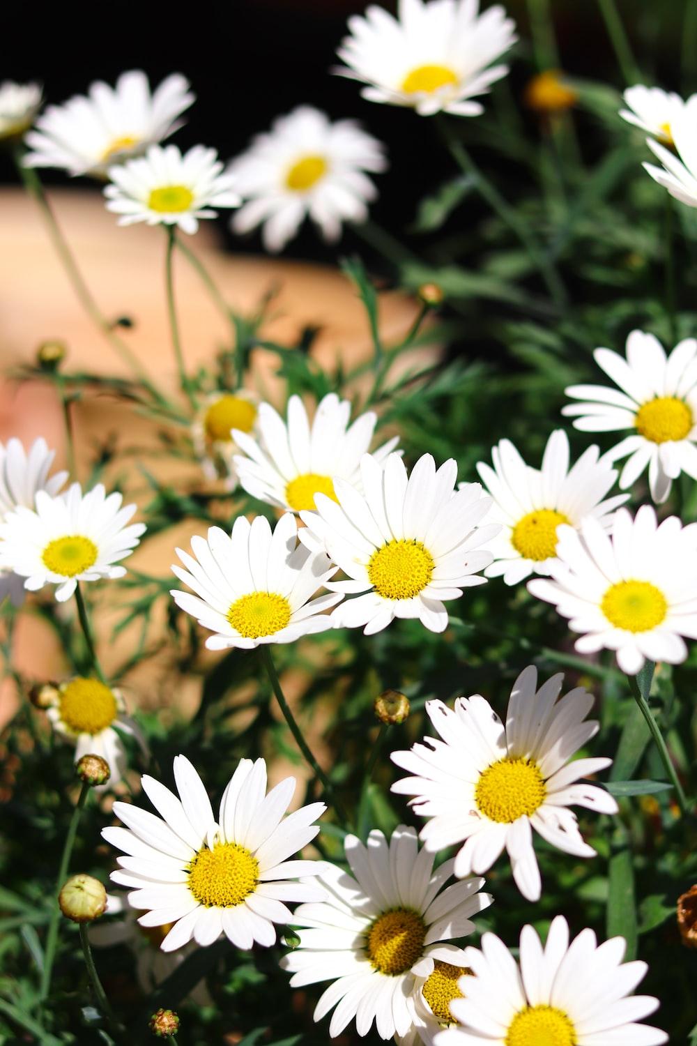 Daisies iPhone Wallpapers Top Free Daisies iPhone Backgrounds