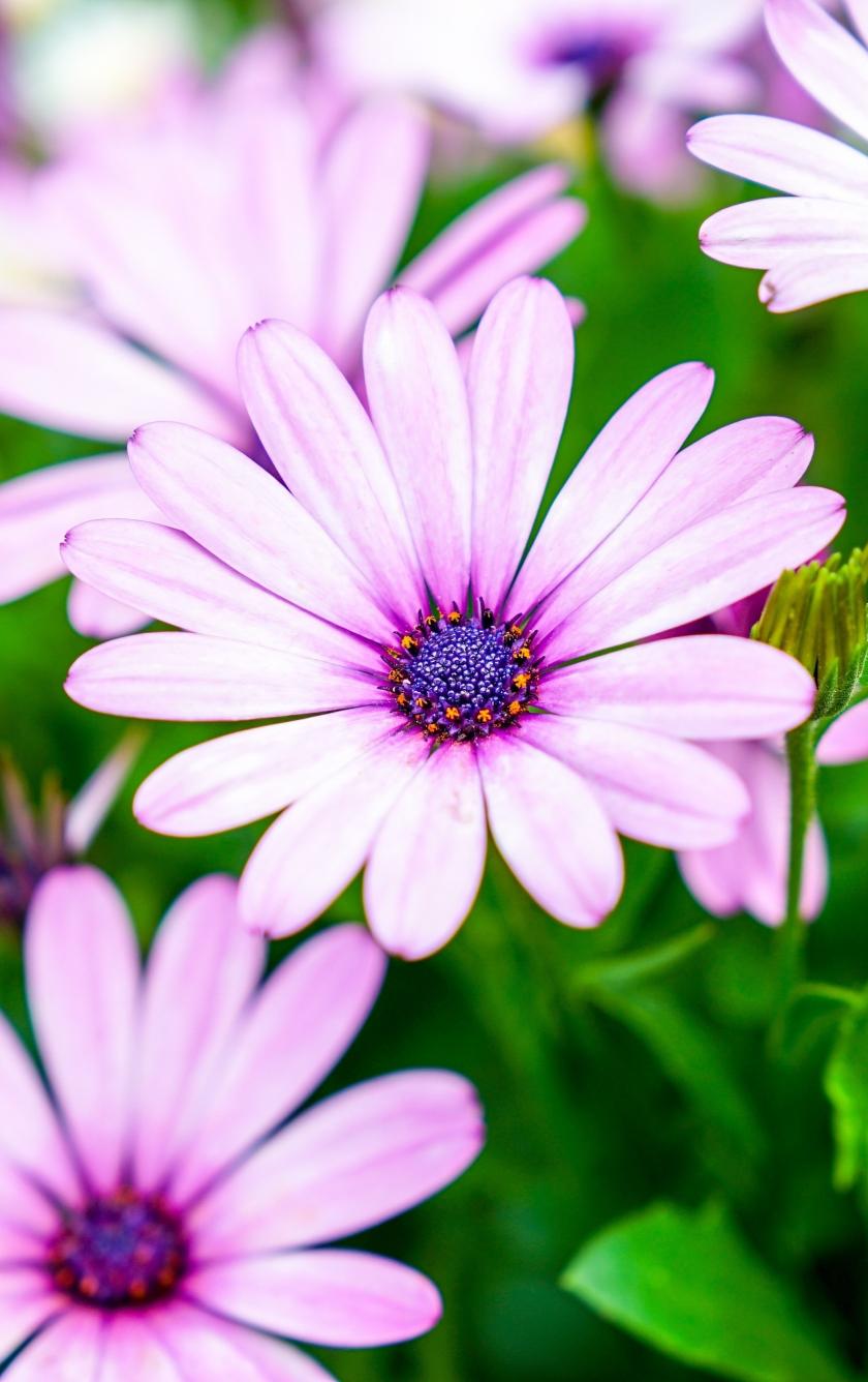 Daisies iPhone Wallpapers Top Free Daisies iPhone Backgrounds