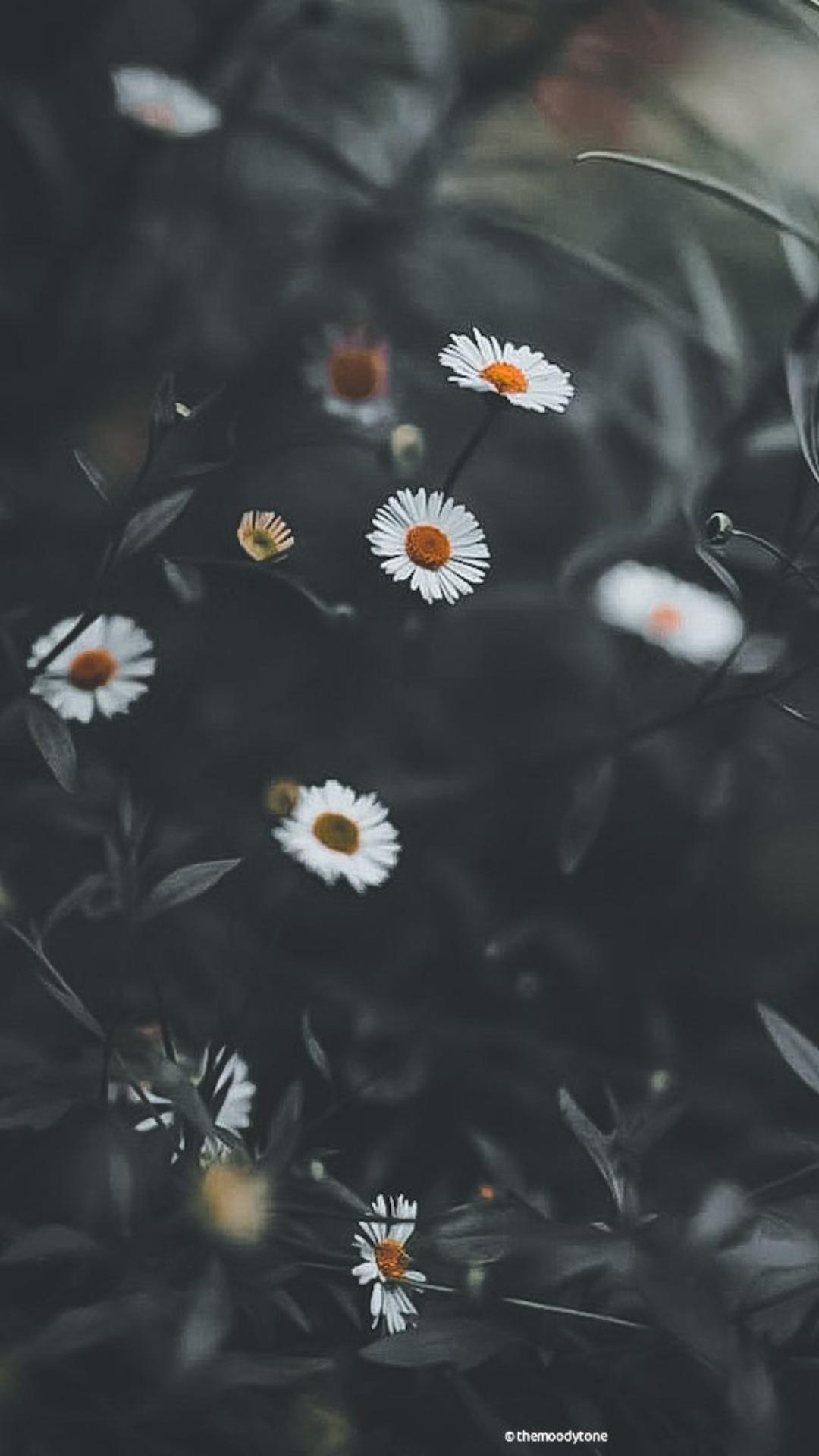 1080x1920 Daisy Wallpaper Daisy Wallpaper Download