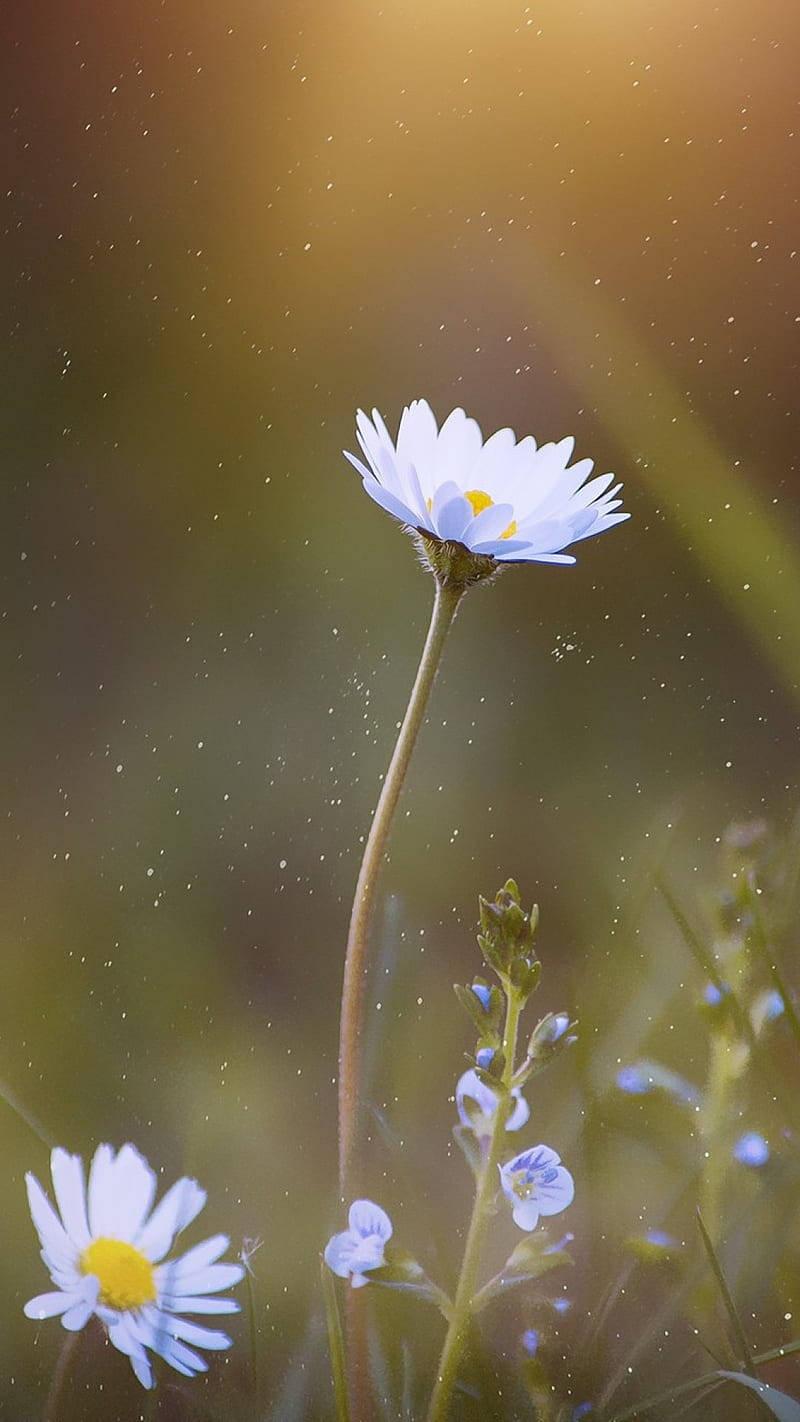 800x1422 Download Single Tall White Daisy iPhone Wallpaper