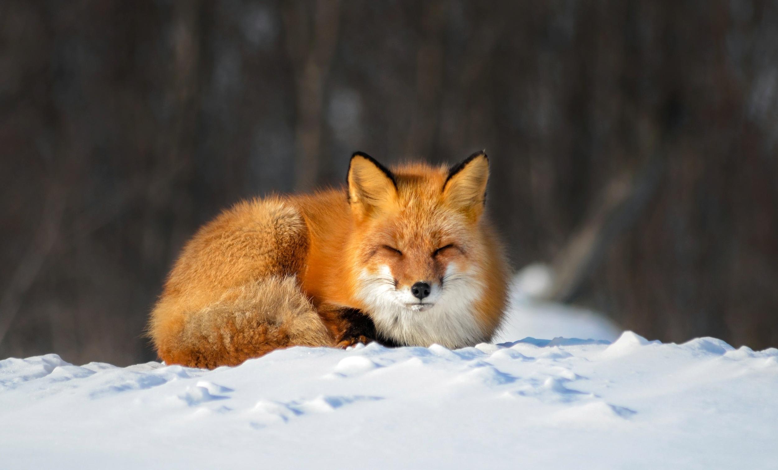 2500x1511 Fox HD, Snow, Wildlife Gallery HD Wallpaper