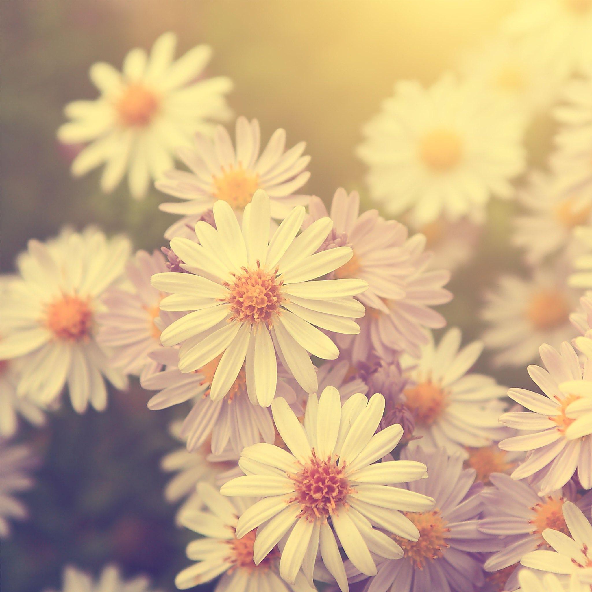 2048x2048 everpix daisies will decorate your device! Download now!