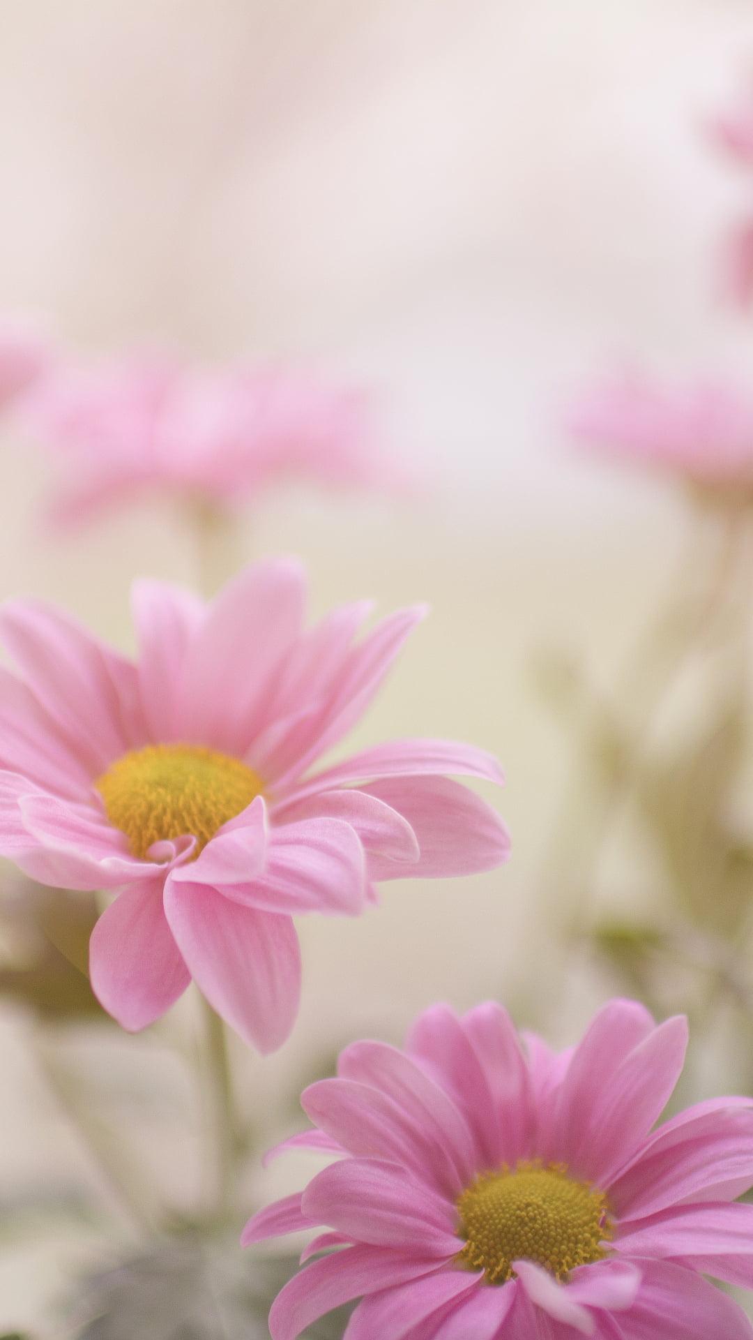 1080x1920 Pink flowers