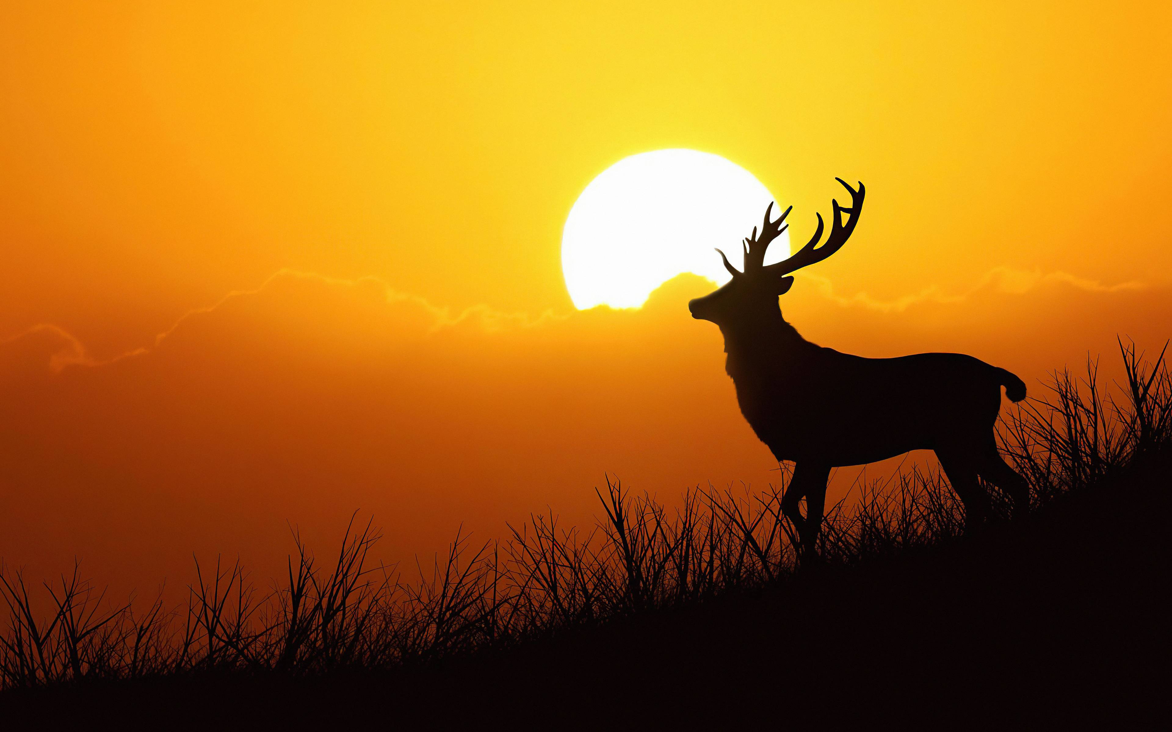 3840x2400 Deer Silhouette Evening 5k 4k HD 4k Wallpaper, Image, Background, Photo and Picture