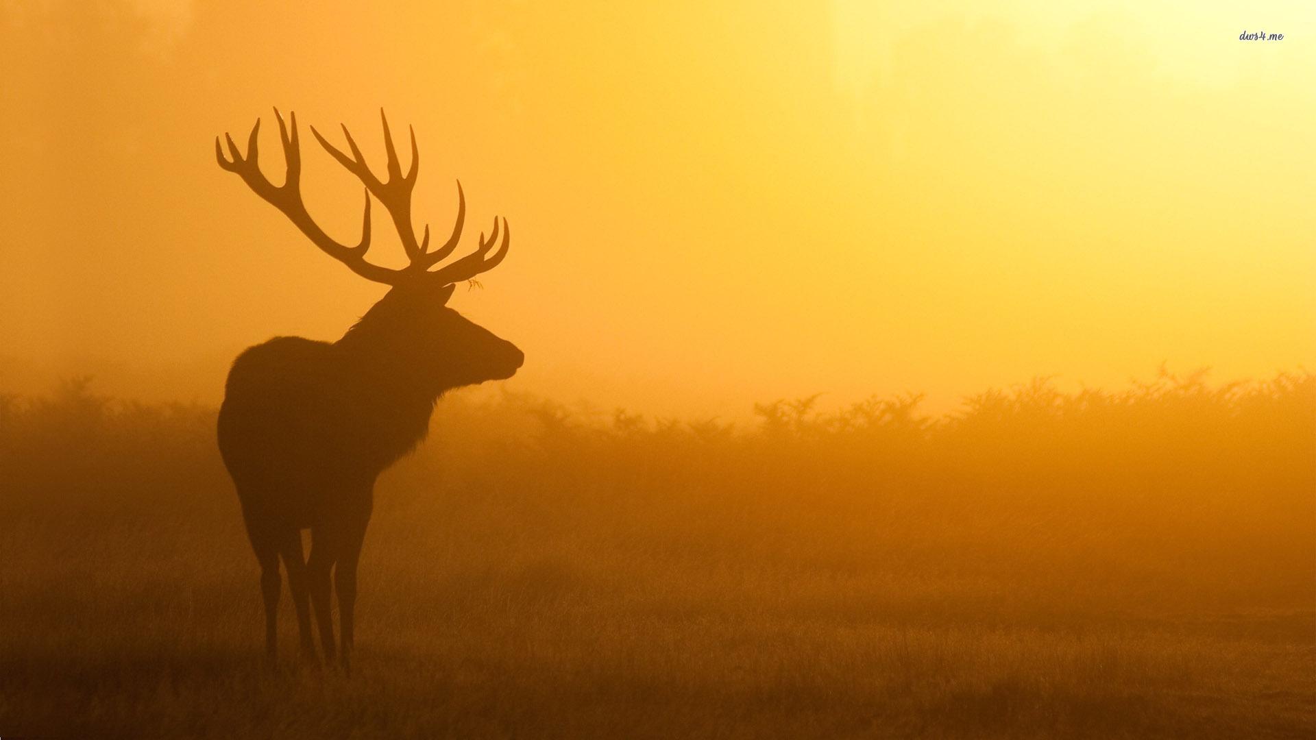 1920x1080 mule deer silhouette background