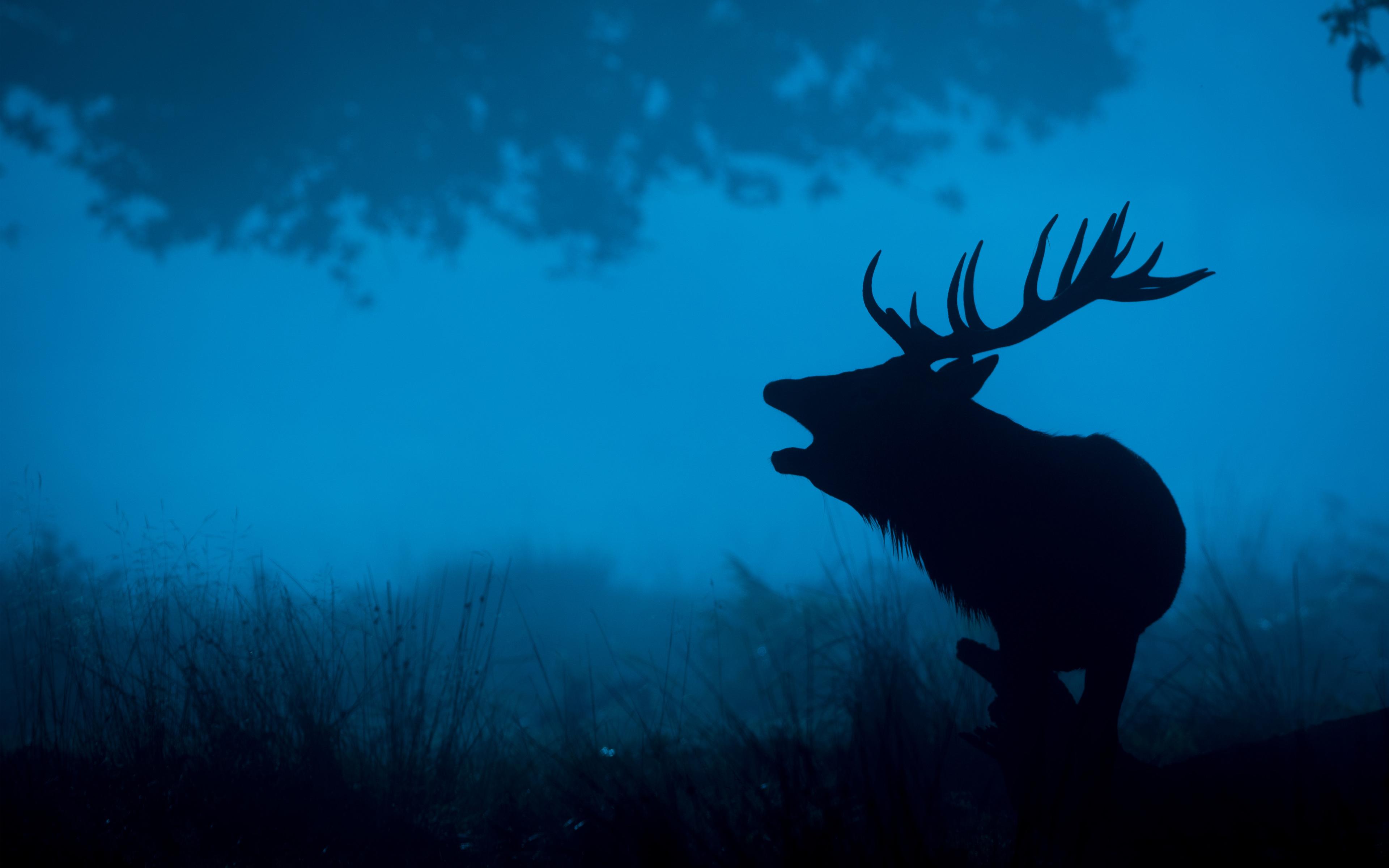 3840x2400 Deer Silhouette 4K 4K wallpaper