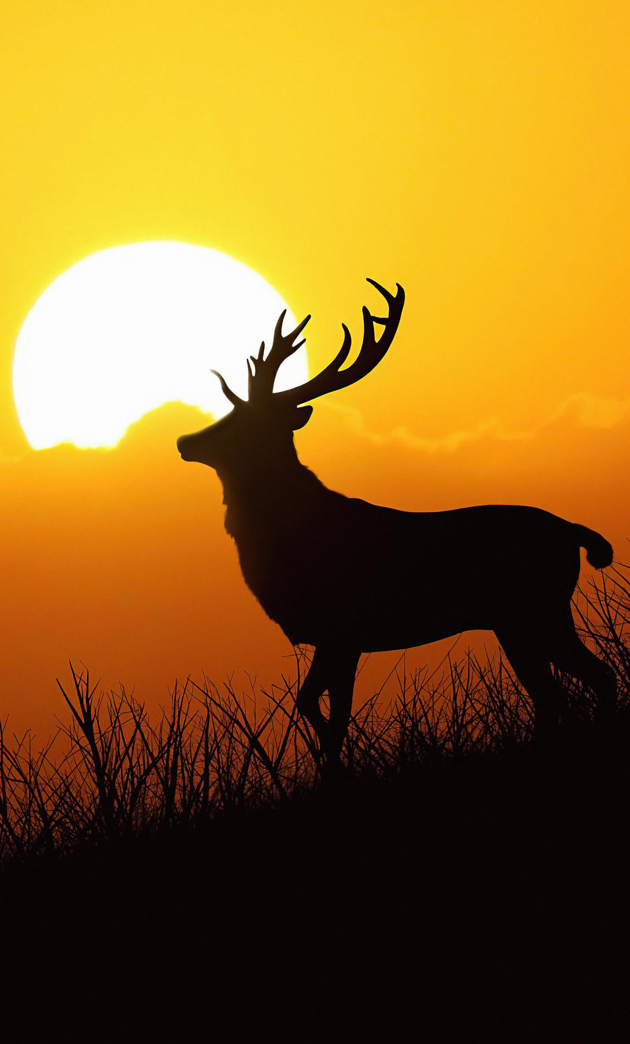 1280x2120 Deer Silhouette Evening 5k iPhone HD 4k Wallpaper, Image, Background, Photo and Picture