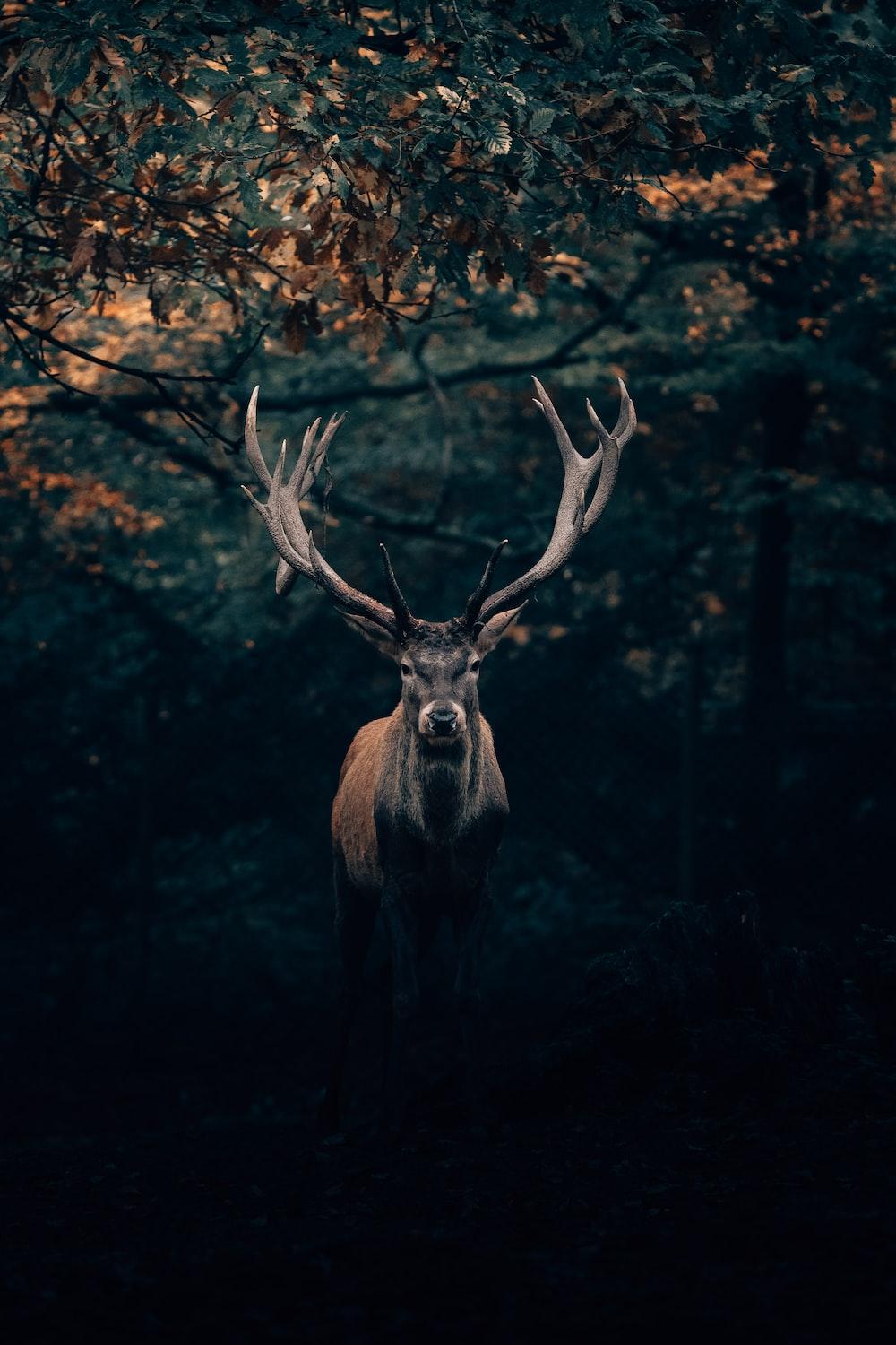 1000x1500 Deer Head Picture. Download Free Image