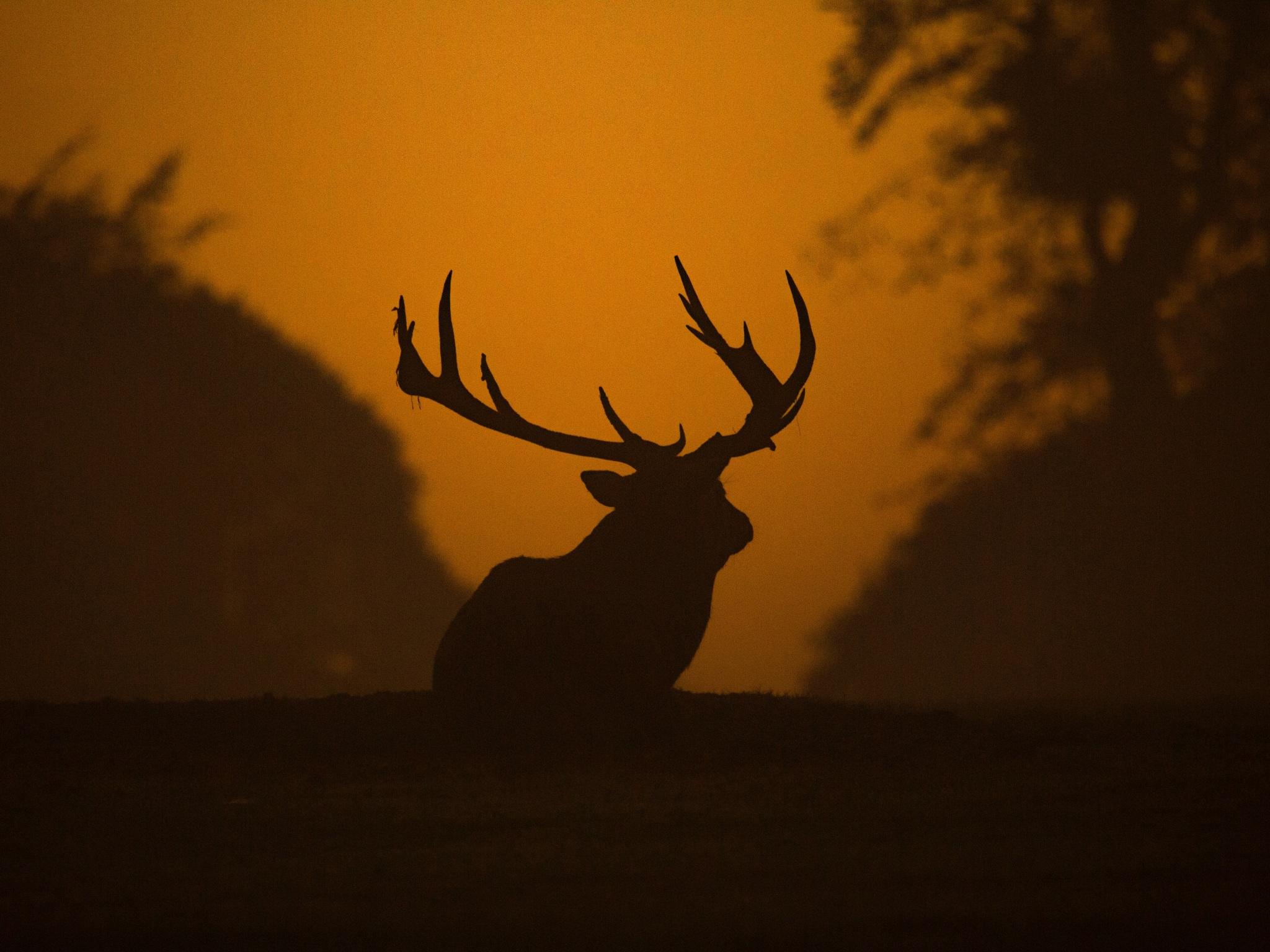 2048x1536 Wallpaper 4k Deer Silhouette Wallpaper