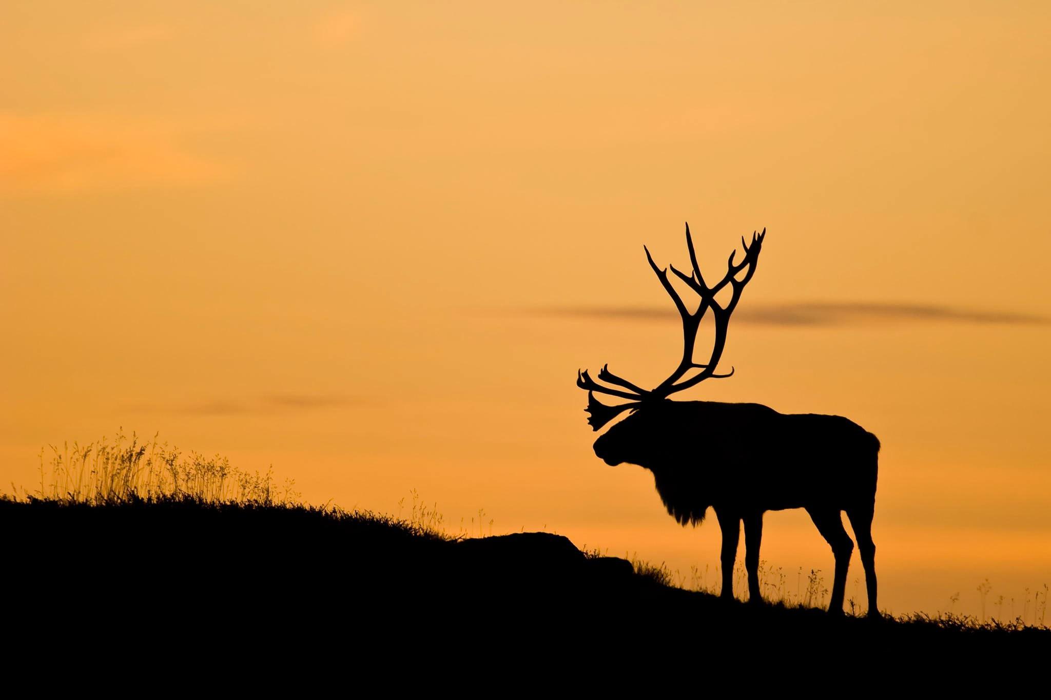 Deer Silhouette Wallpapers Top Free Deer Silhouette Backgrounds 8786866