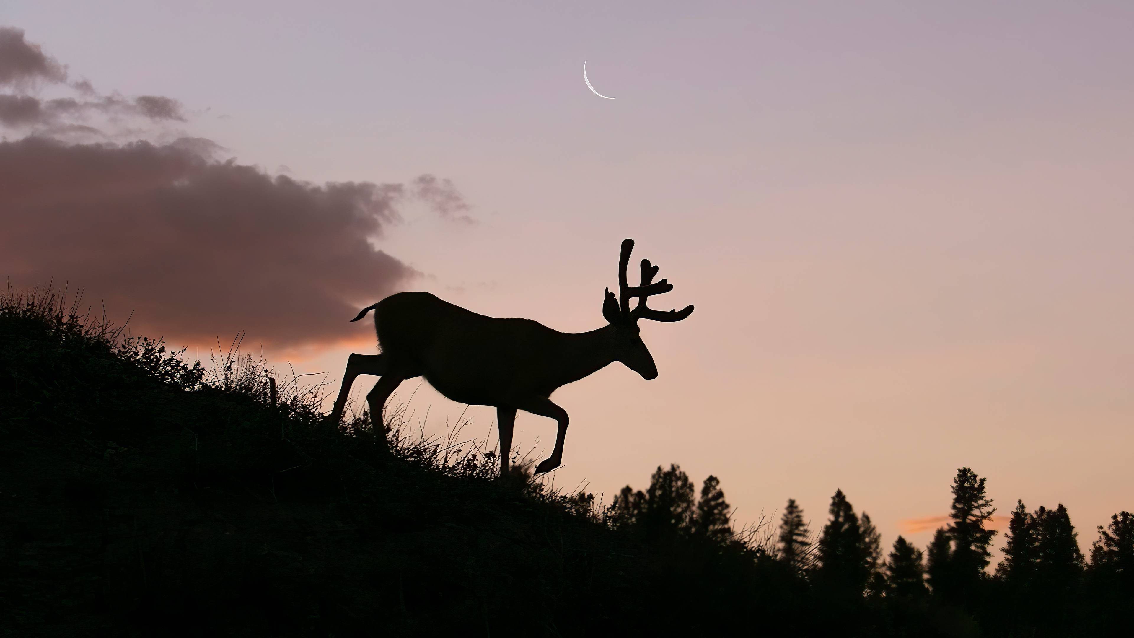 3840x2160 Reindeer Silhouette, HD Animals, 4k Wallpaper, Image, Background, Photo and Picture