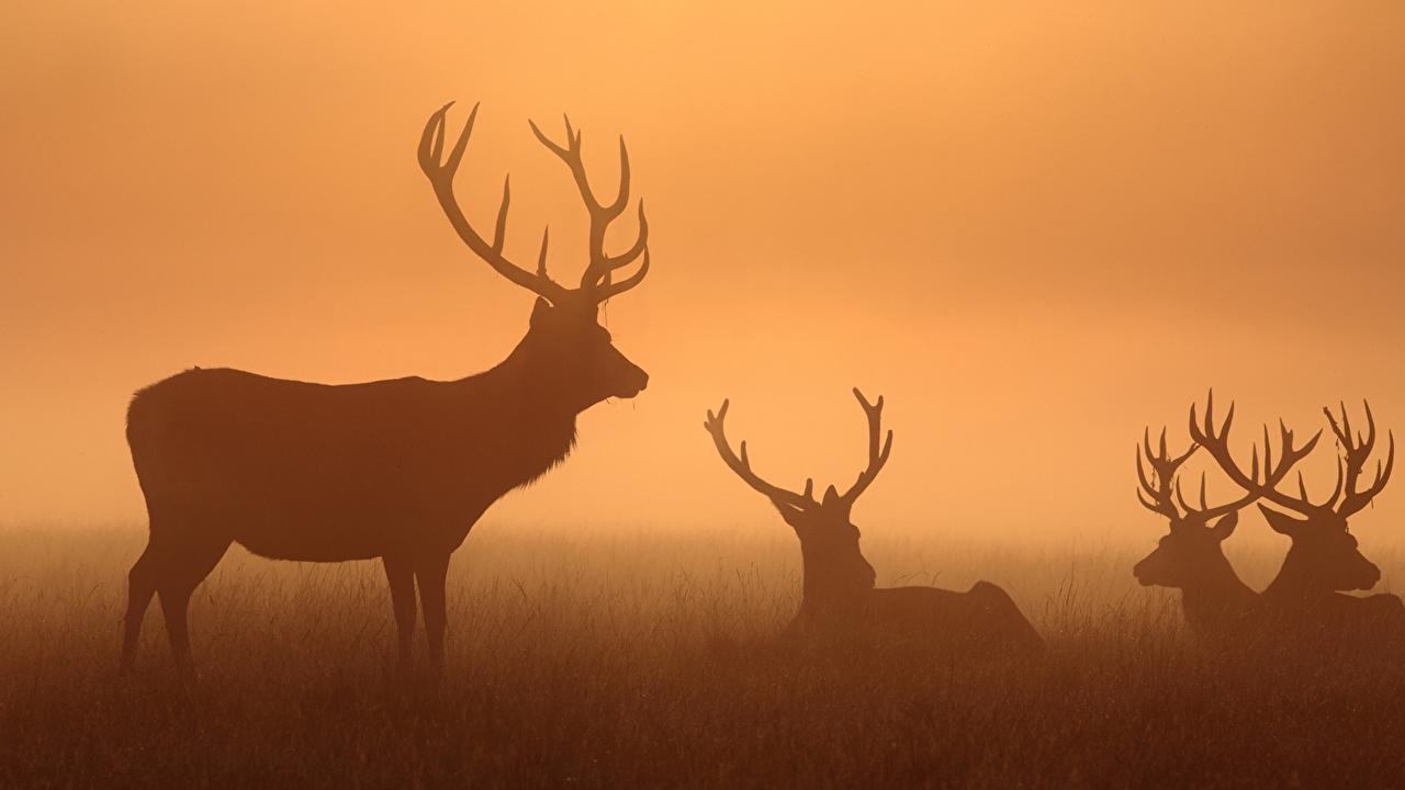 1280x720 Desktop Wallpaper Deer Horns Silhouette animal