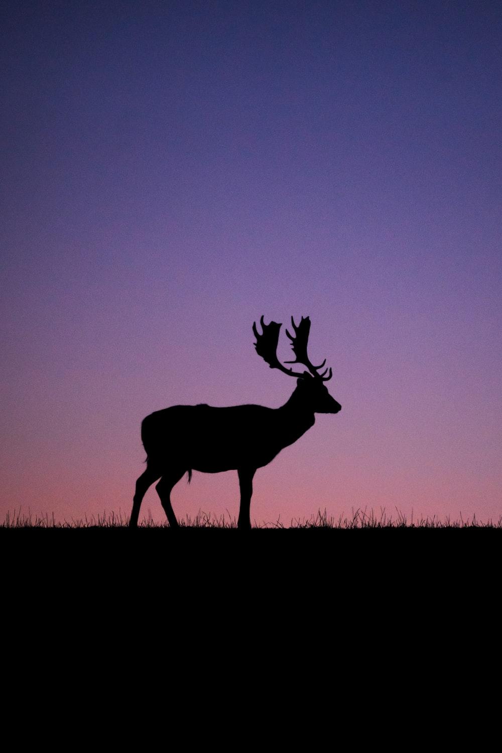 1000x1500 silhouette of deer on grass field during sunset photo