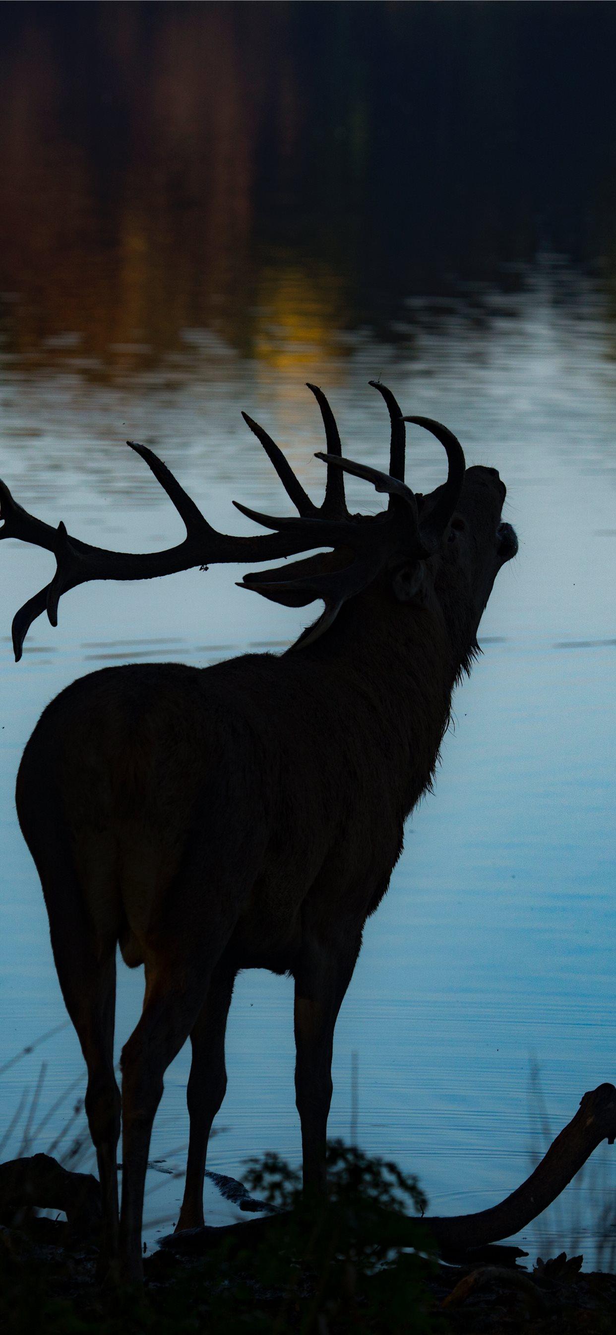 1242x2688 silhouette of deer beside body of water iPhone X Wallpaper Free Download