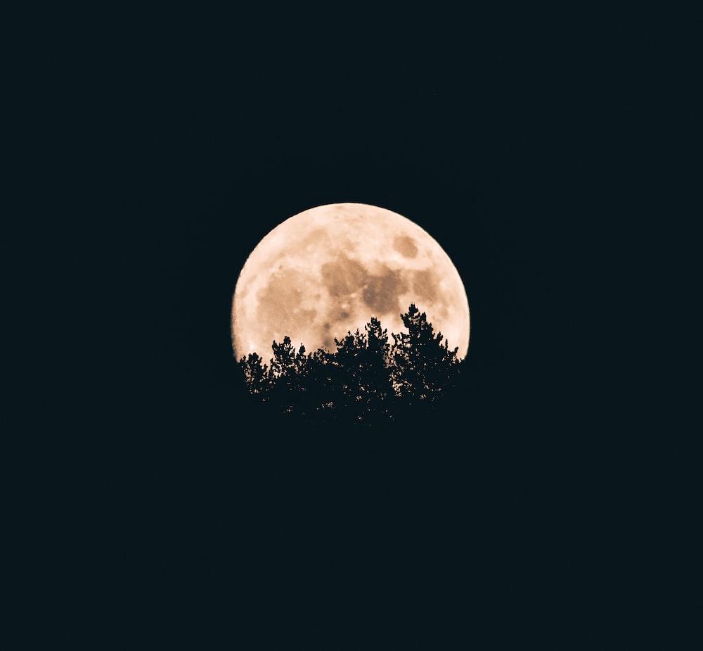 1000x925 Moon Forest Picture. Download Free Image