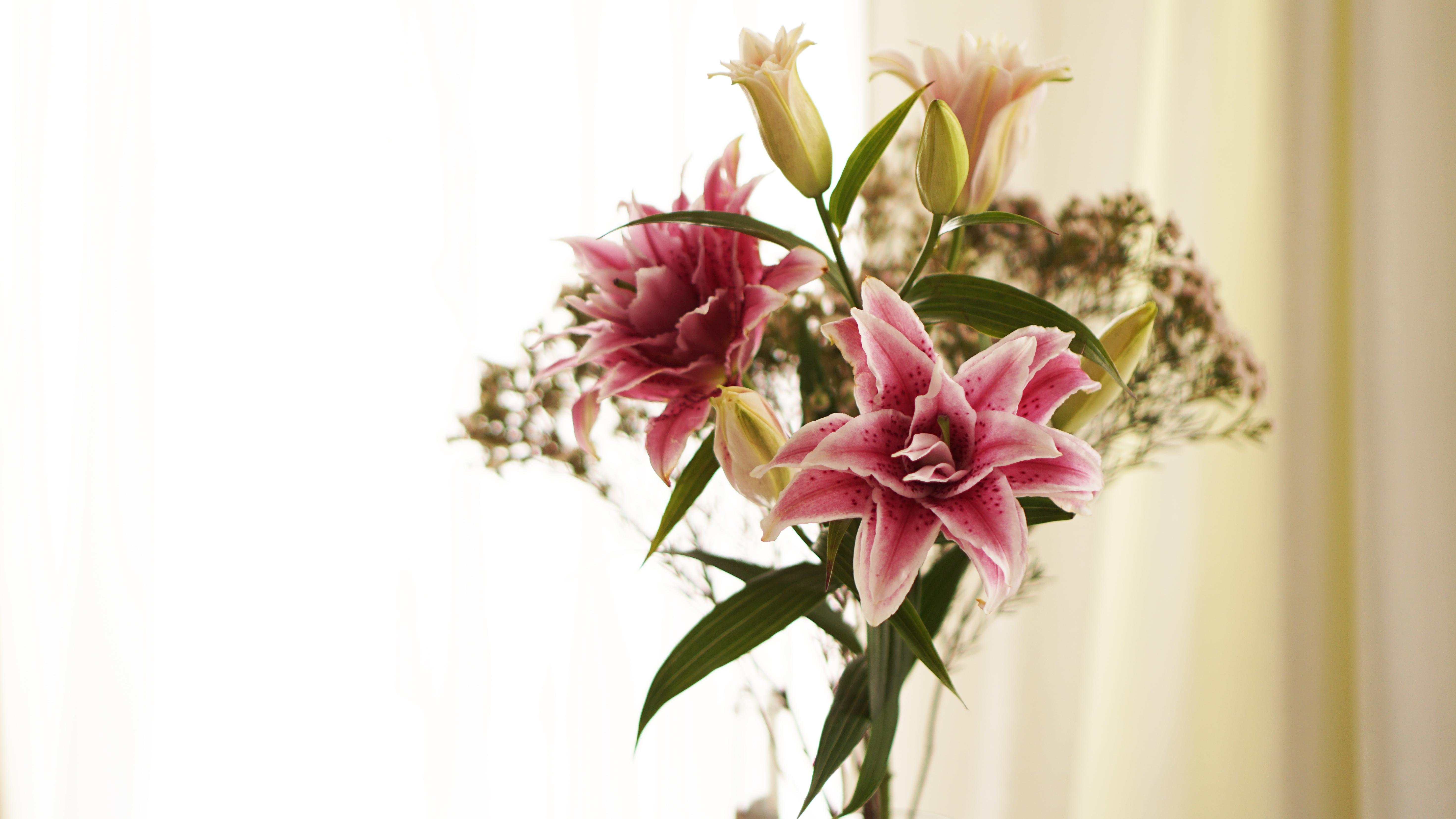 5882x3309 Funeral Flowers , Image and Background for Free Download