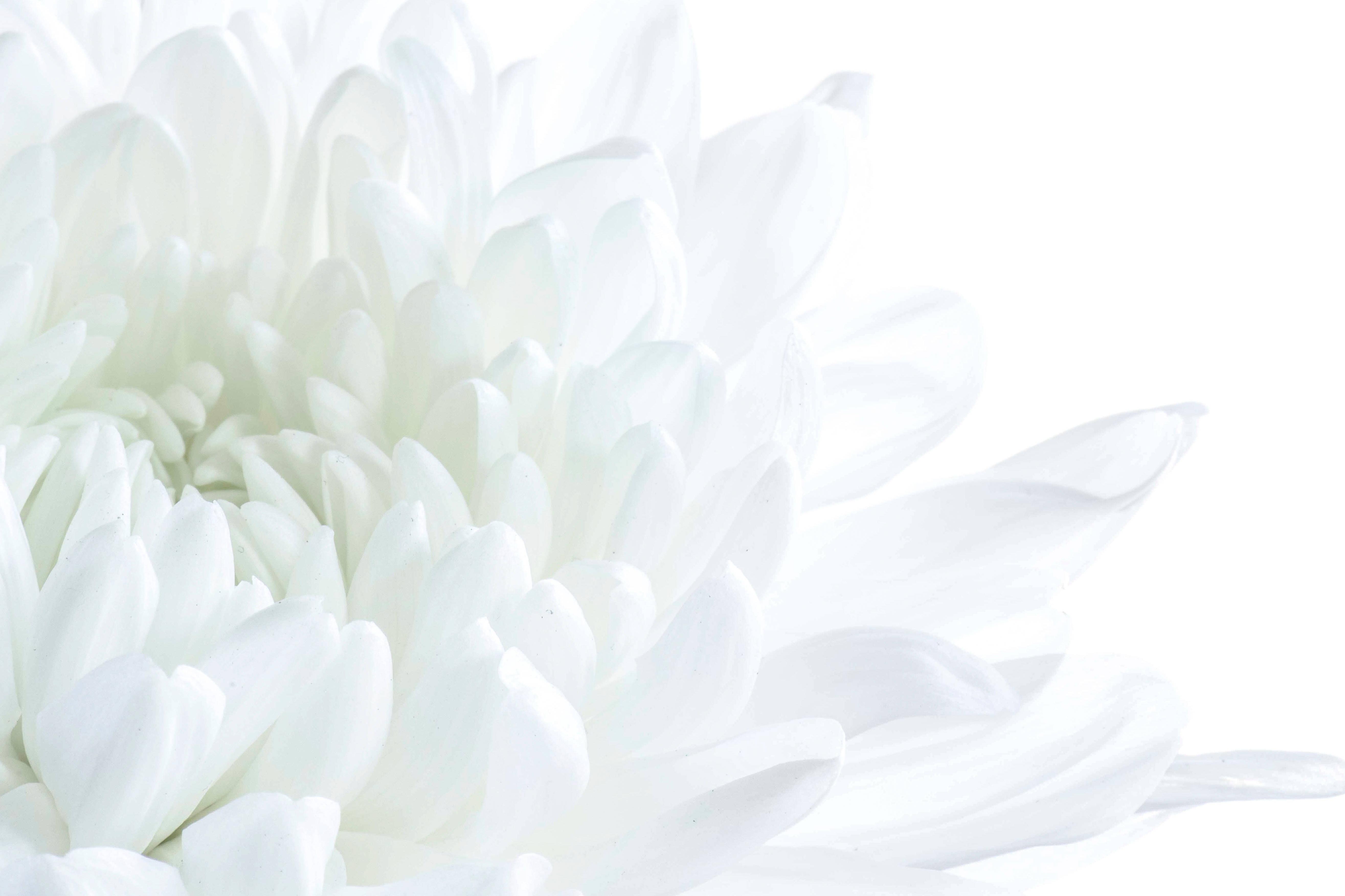 5260x3507 Download White Petaled Flower Wallpaper
