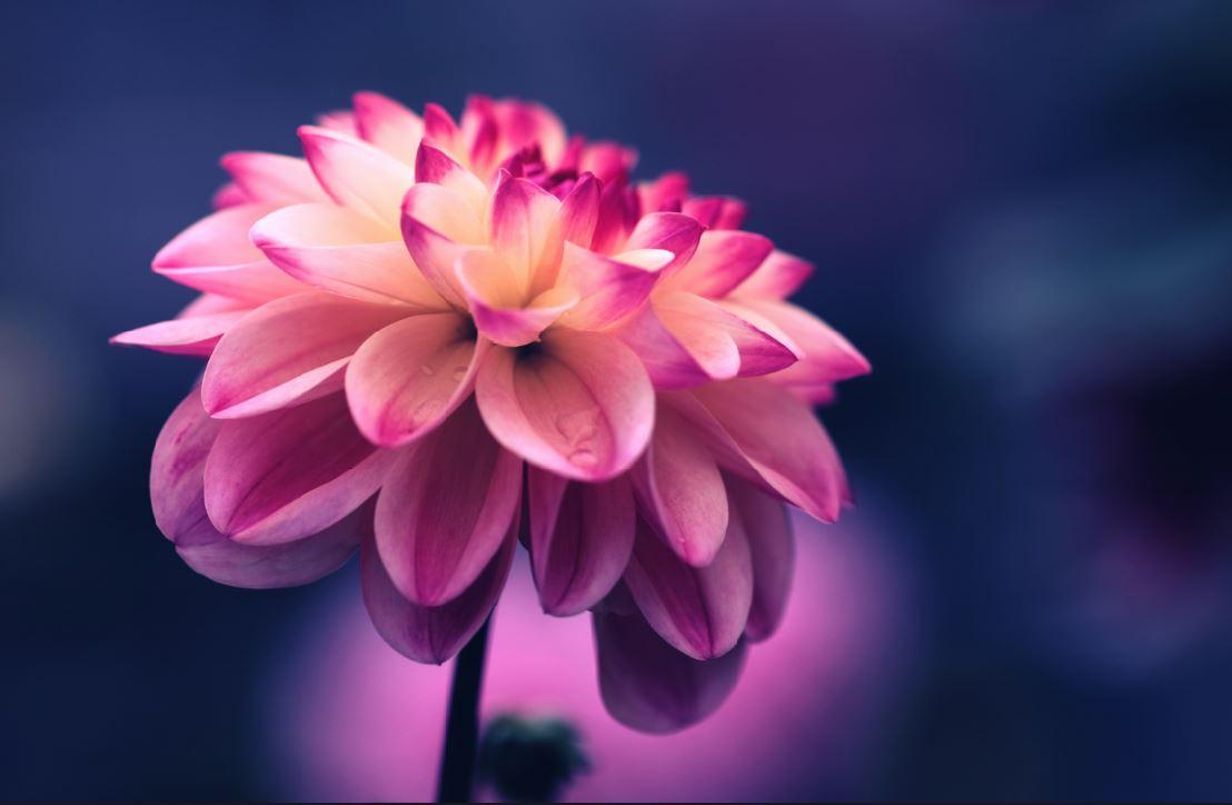 1108x724 Preserving Funeral Home Flowers. Simple Alternatives Funeral Home, Inc