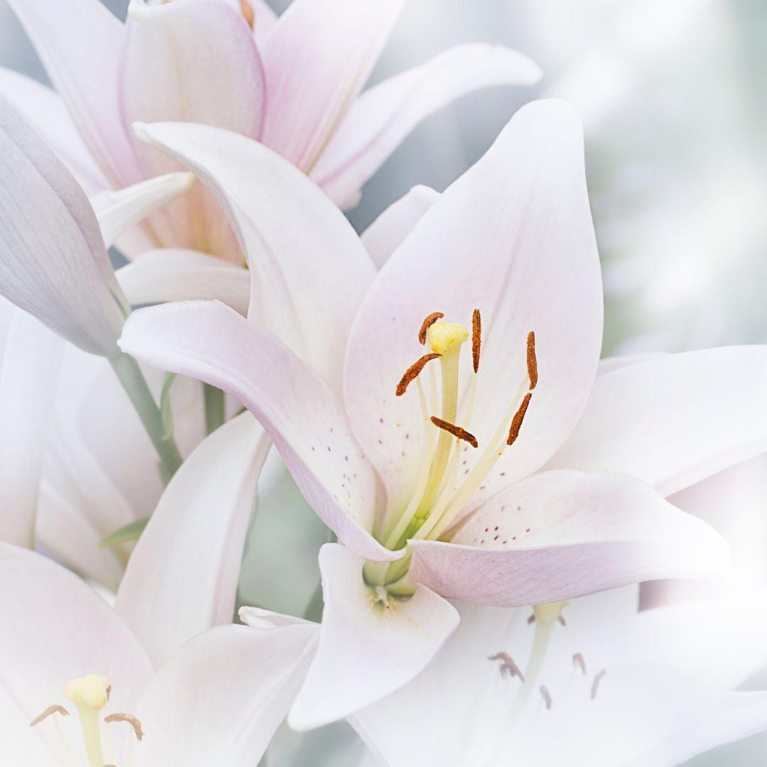 1080x1080 A Guide To Sending Flowers for a Funeral's Floral