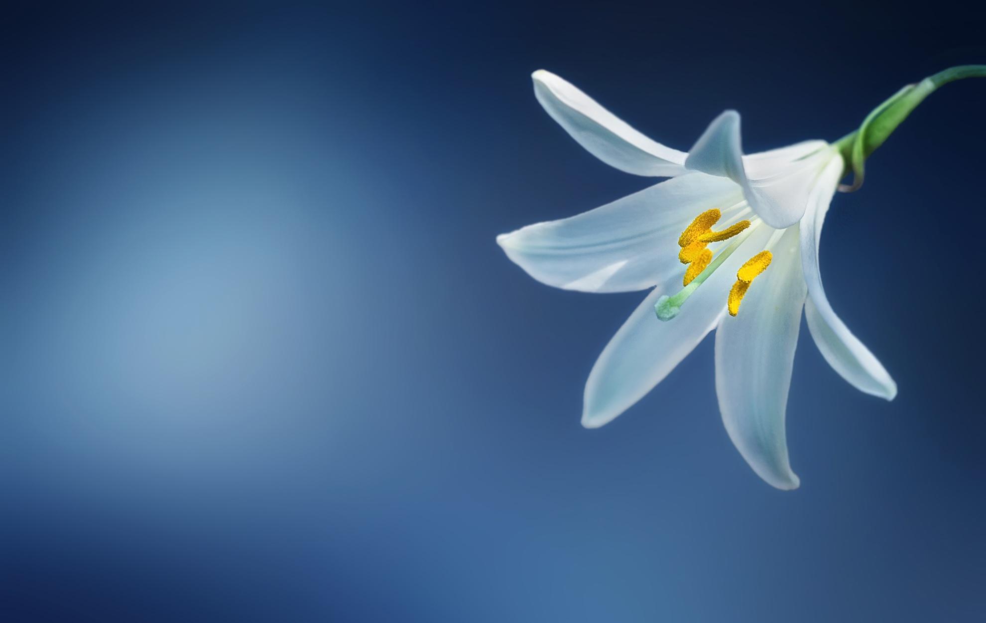 1980x1251 lily, flower, petals 1680x10502019717 Resolution Wallpaper, HD Flowers 4K Wallpaper, Image, Photo and Background
